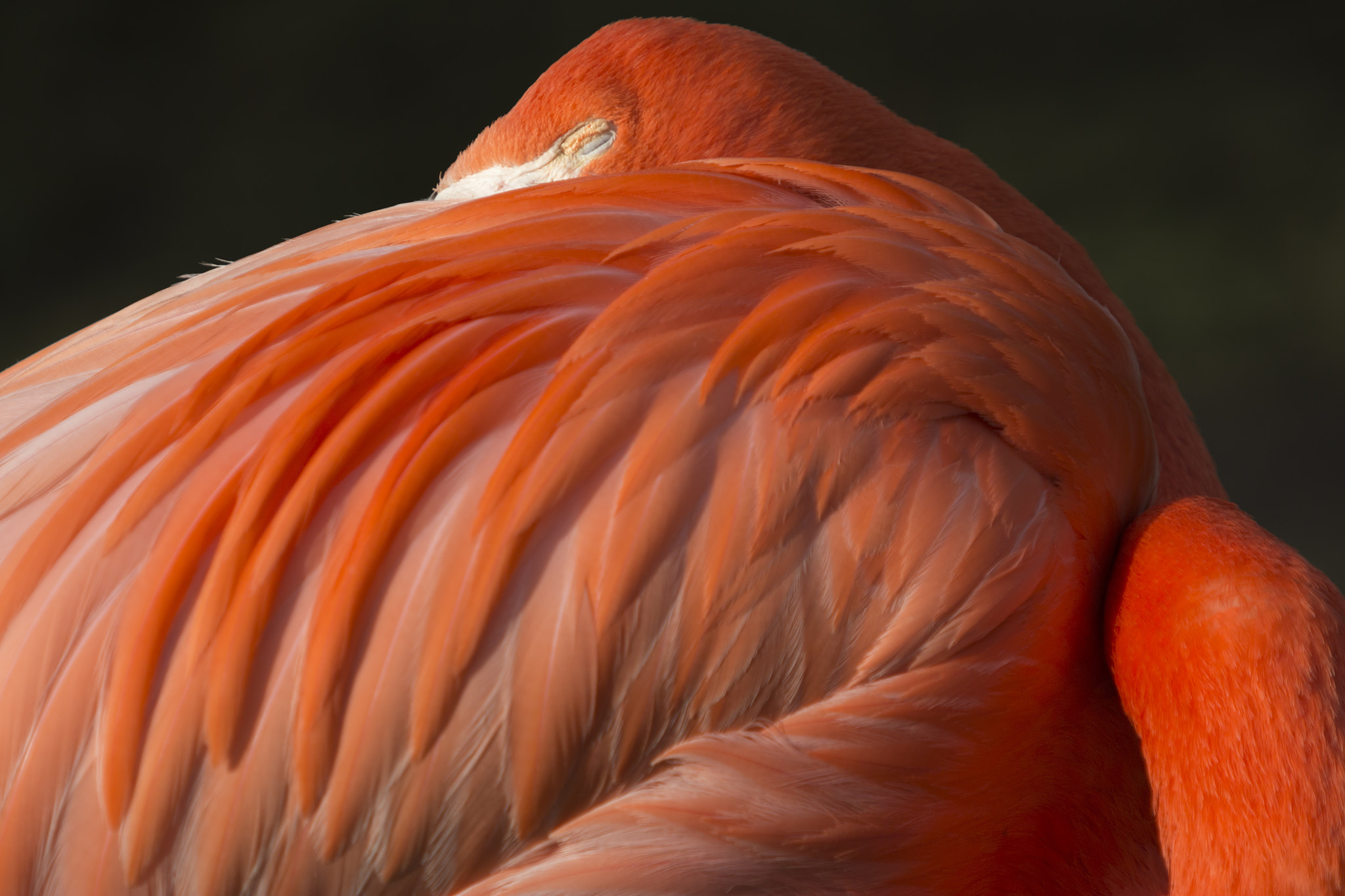 Canon EF 70-200mm F2.8L USM sample photo. American flamingo - phoenicopterus ruber photography