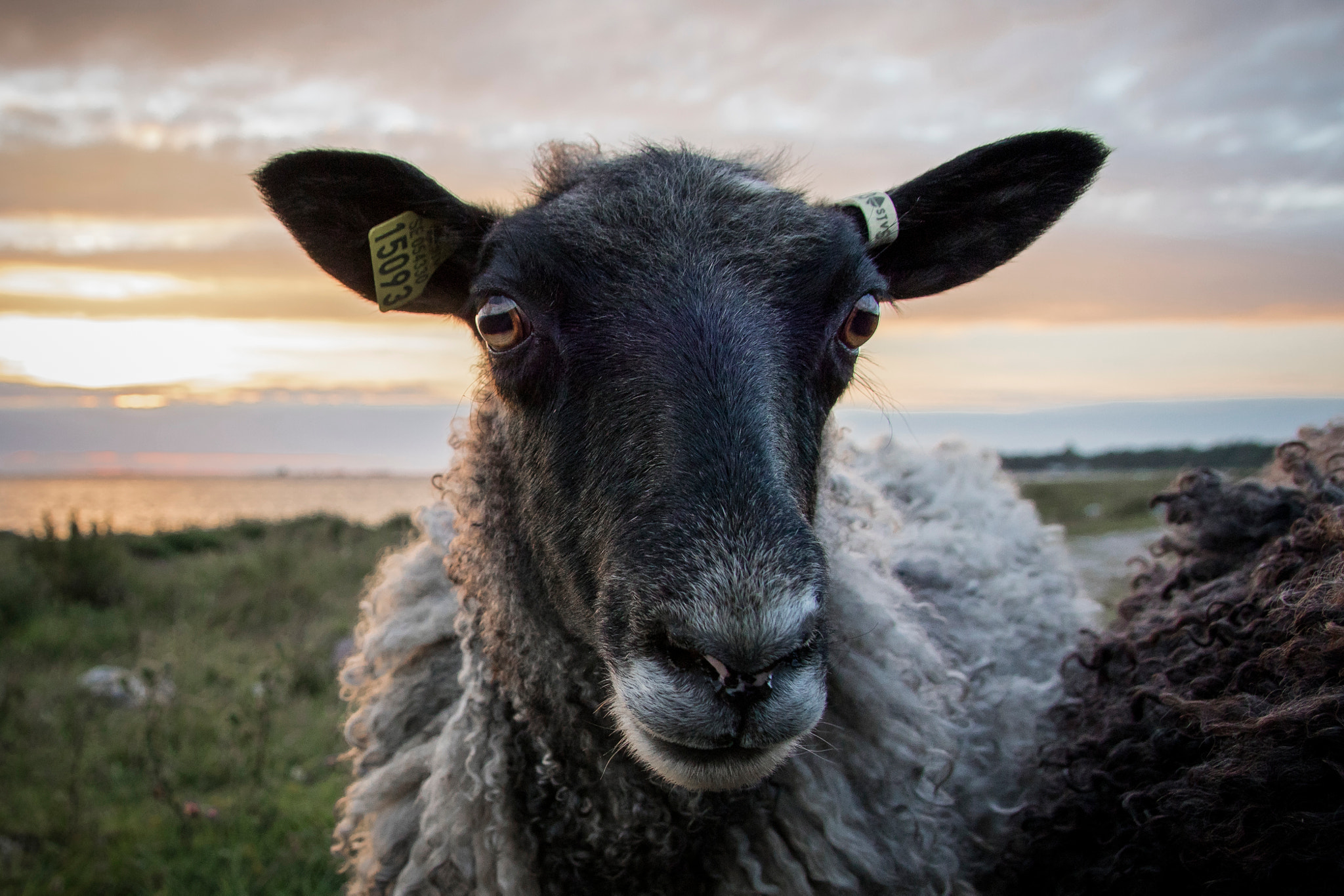 Canon EOS M3 sample photo. Gotland- klintehamn- sheep photography