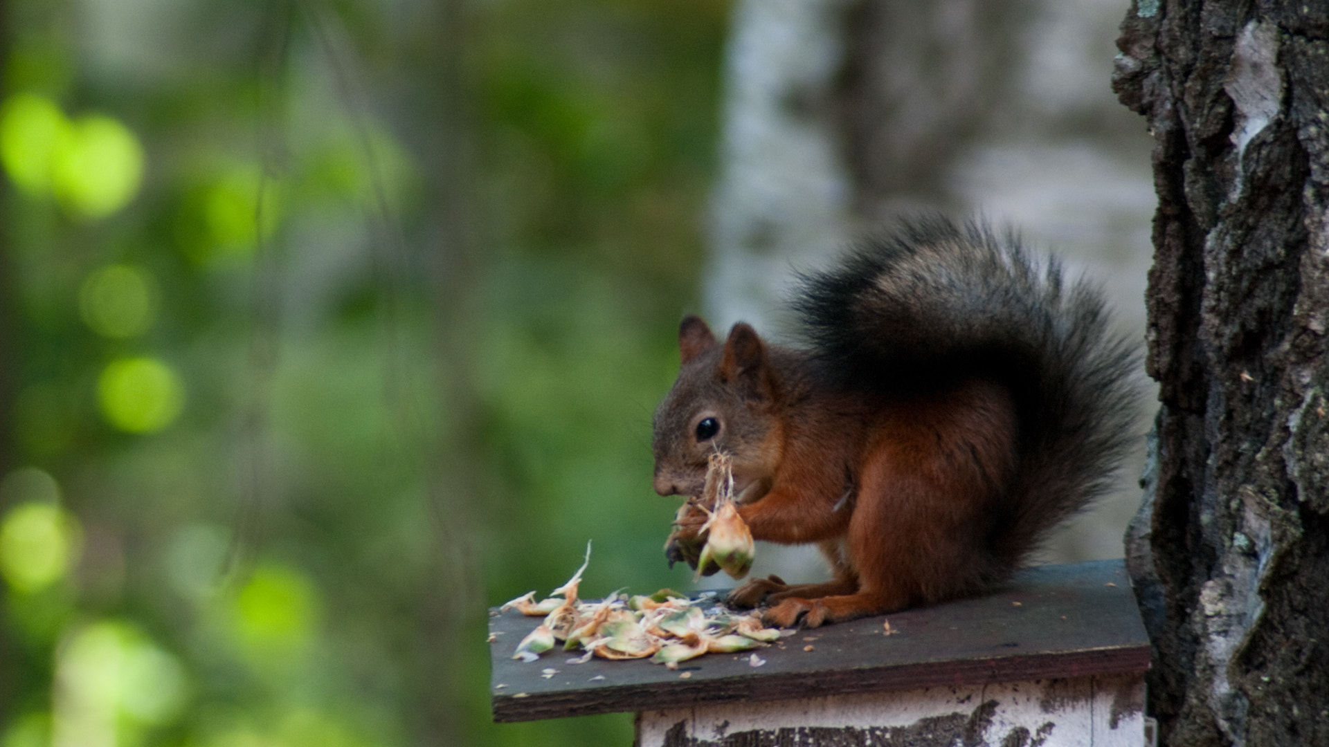 Tamron AF 70-300mm F4-5.6 Di LD Macro sample photo. Week 31 / 2016 photography