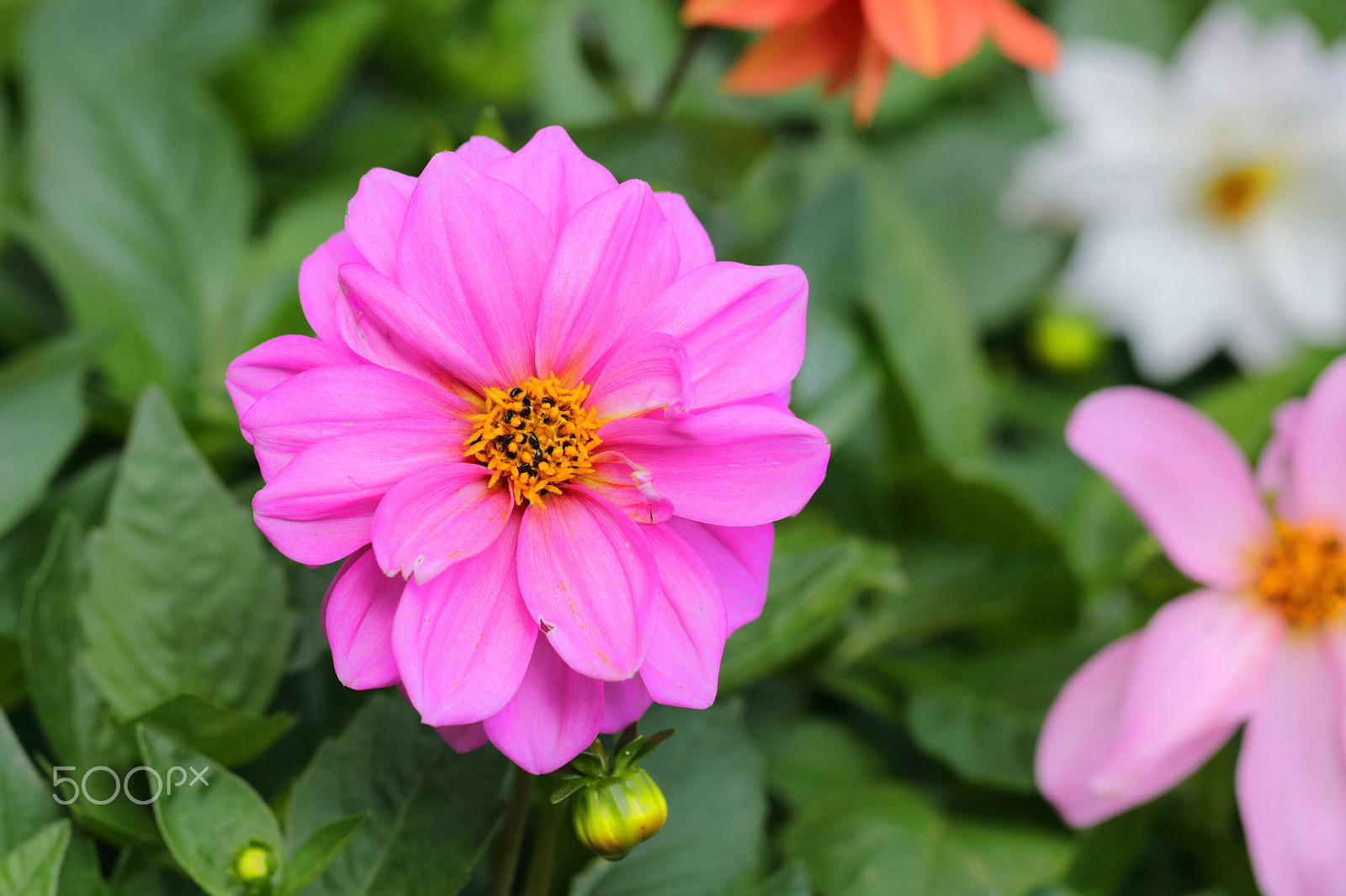 Canon EF 100mm F2.8L Macro IS USM sample photo. Dahlia (purple) photography