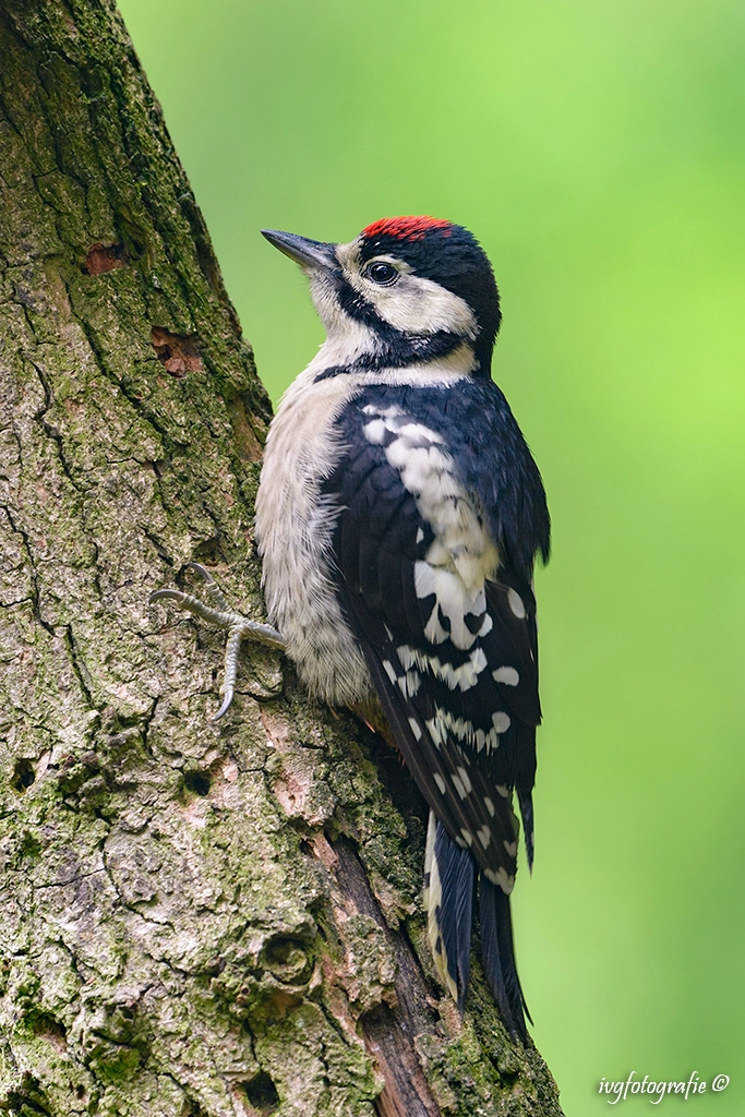 Nikon D610 + Nikon AF-S Nikkor 500mm F4G ED VR sample photo. Great spotted woodpecker (juvenile) photography