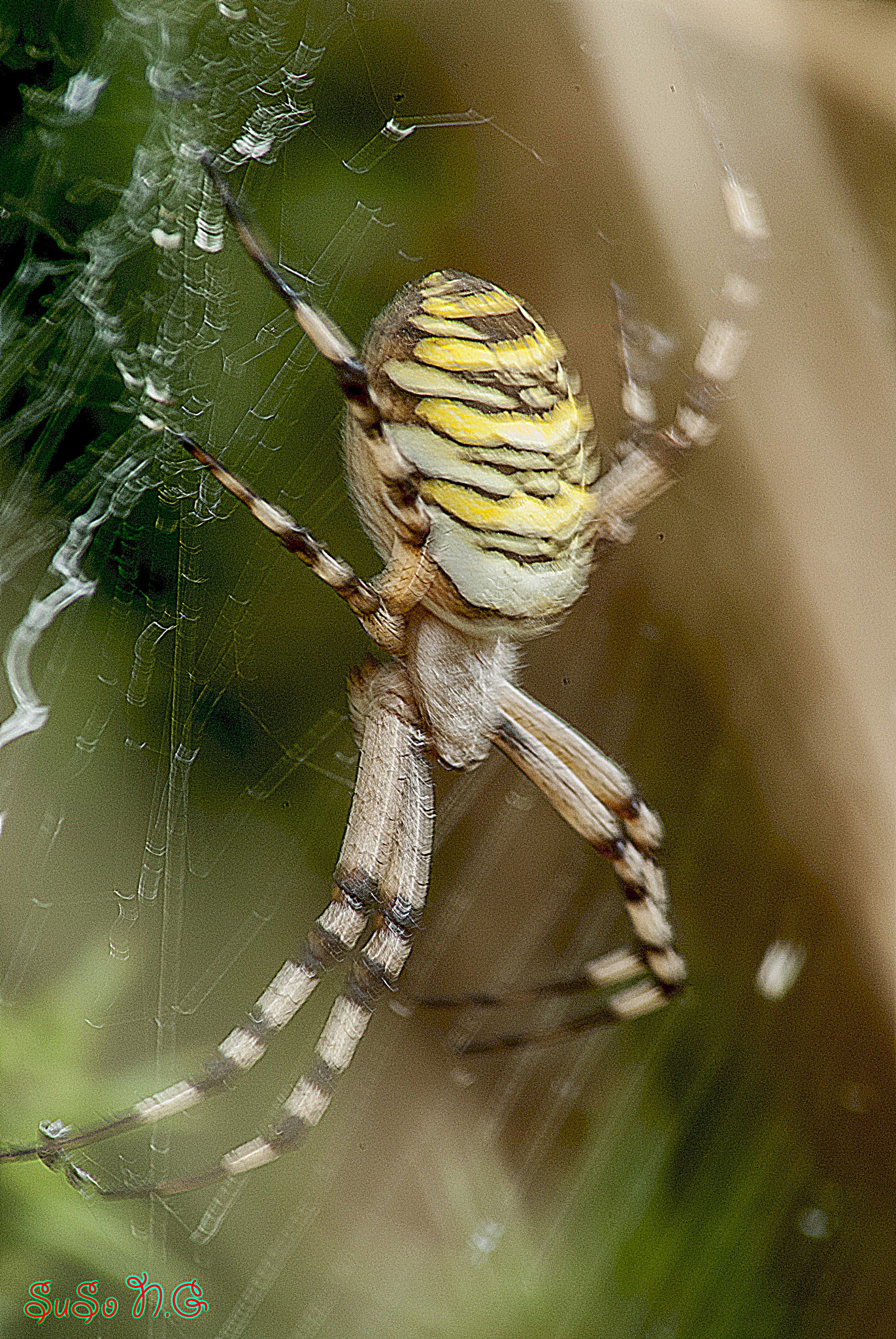 Nikon D3000 sample photo. Araña..... photography