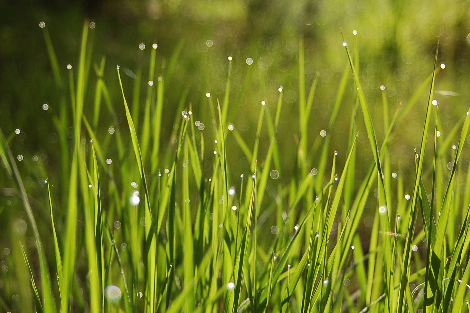 Nikon D50 sample photo. Dew grass. photography