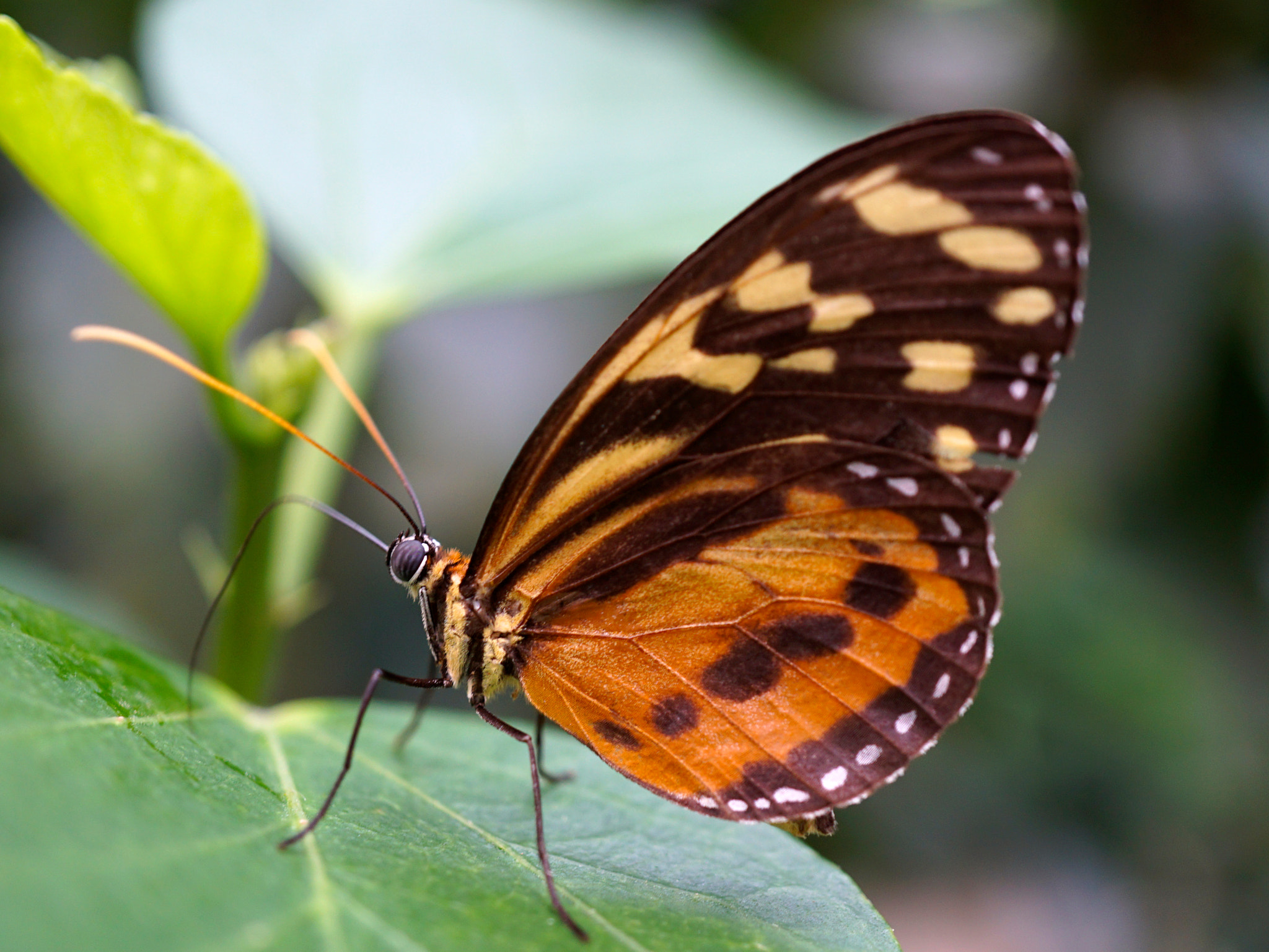 Sony a6000 + Sony E 30mm F3.5 sample photo. Heliconius hecale photography