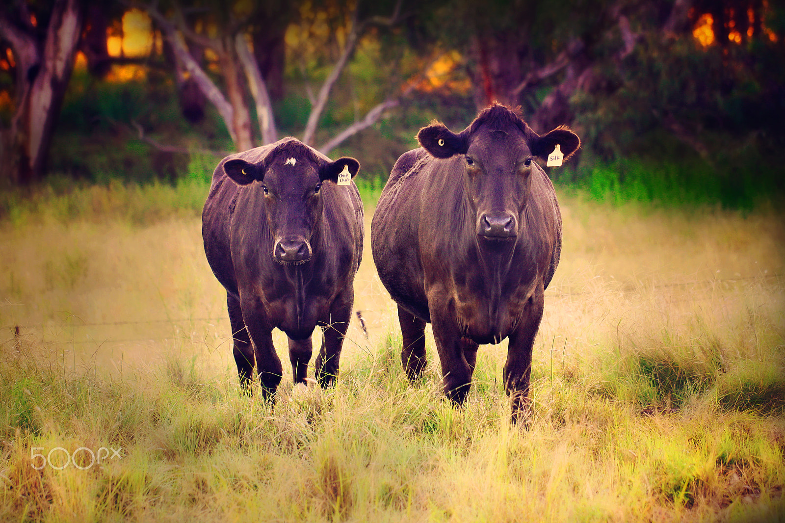 Canon EOS 1000D (EOS Digital Rebel XS / EOS Kiss F) sample photo. Bardens cows photography