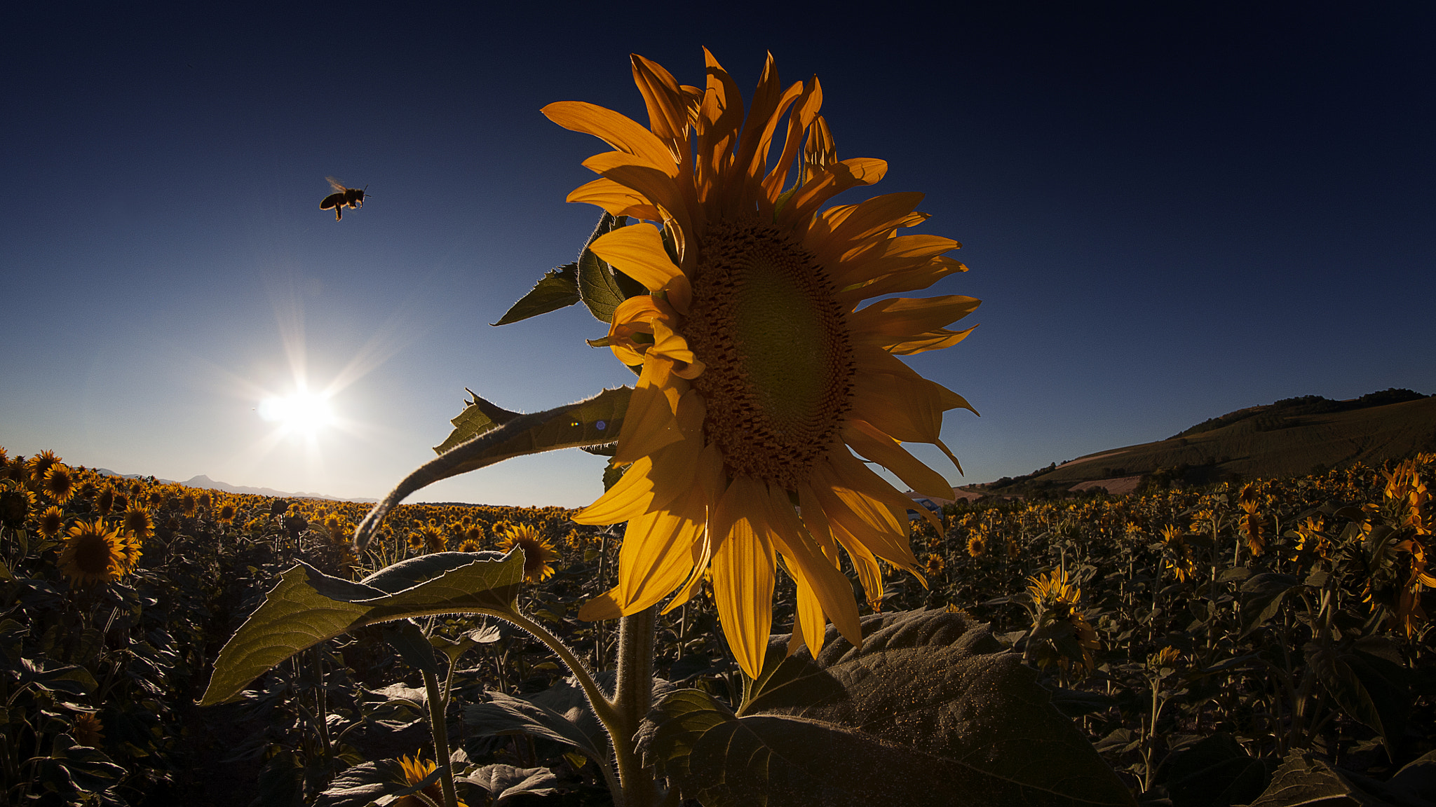 Nikon D300 + Samyang 8mm F3.5 Aspherical IF MC Fisheye sample photo. _yoz3043.jpg photography