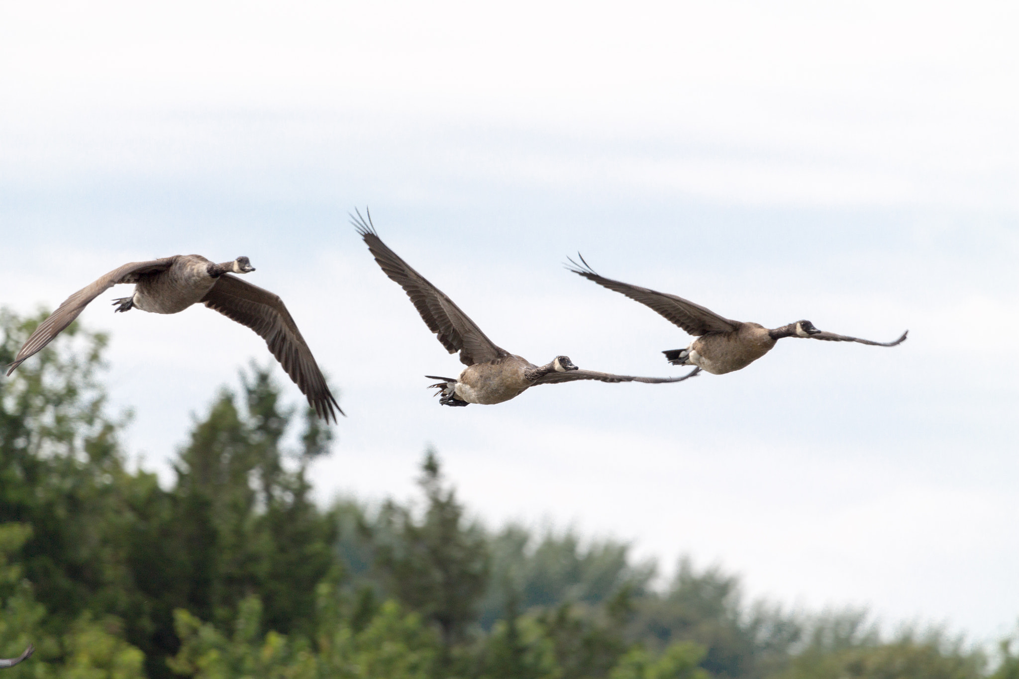 Canon EOS 1100D (EOS Rebel T3 / EOS Kiss X50) + Canon EF 100-400mm F4.5-5.6L IS USM sample photo. Canadian geese in flight photography