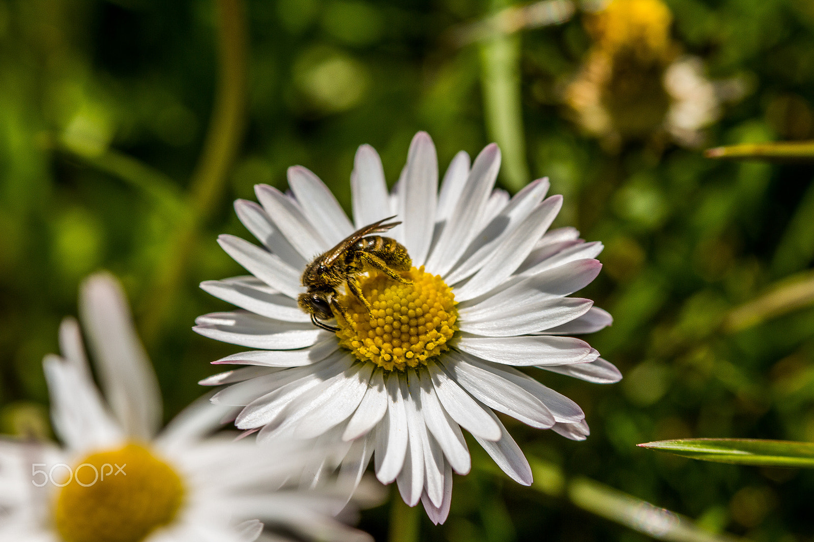Canon EF 100mm F2.8 Macro USM sample photo. Working bee photography