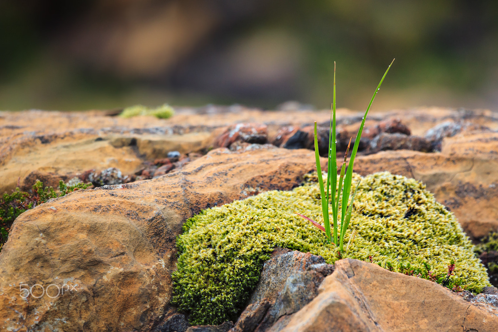 Canon EOS-1D Mark III + Canon EF 100-400mm F4.5-5.6L IS USM sample photo. Living on the edge photography