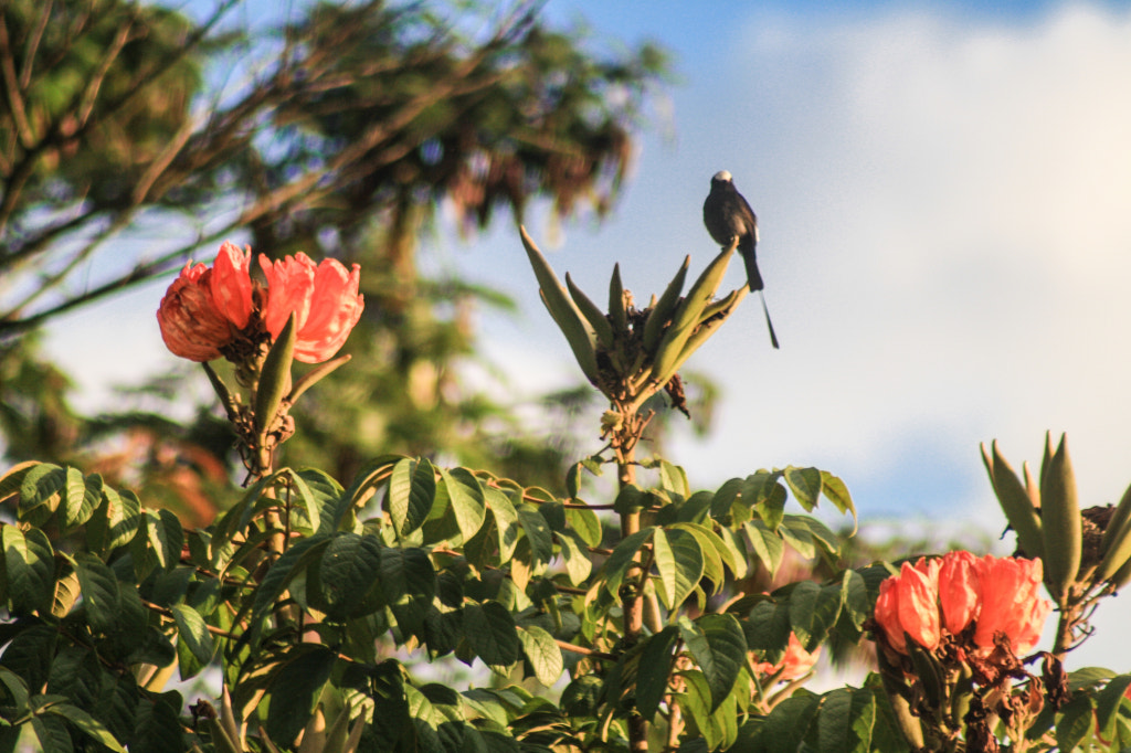 Canon EF 75-300mm f/4-5.6 USM sample photo. Animal 01 photography