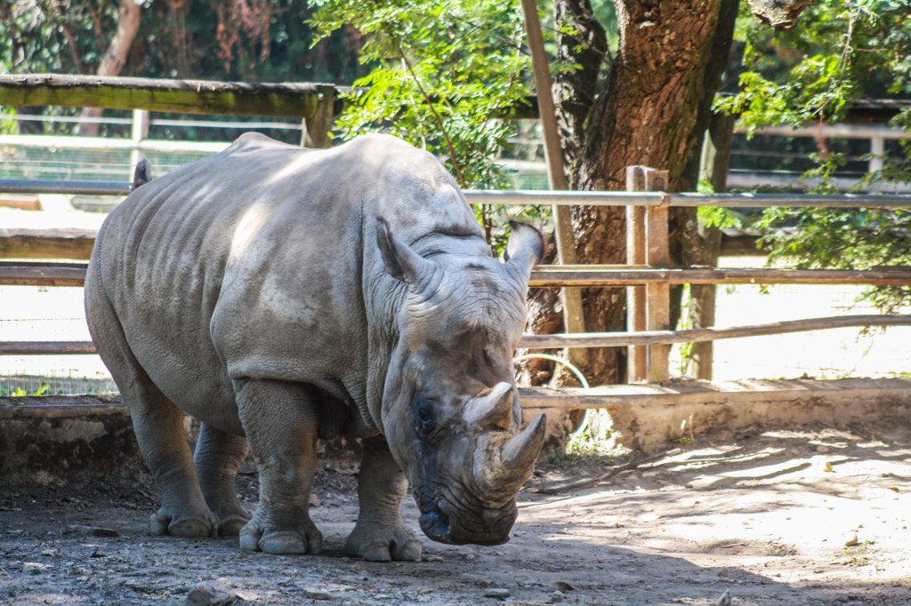 Canon EF 75-300mm f/4-5.6 USM sample photo. Animal 02 photography