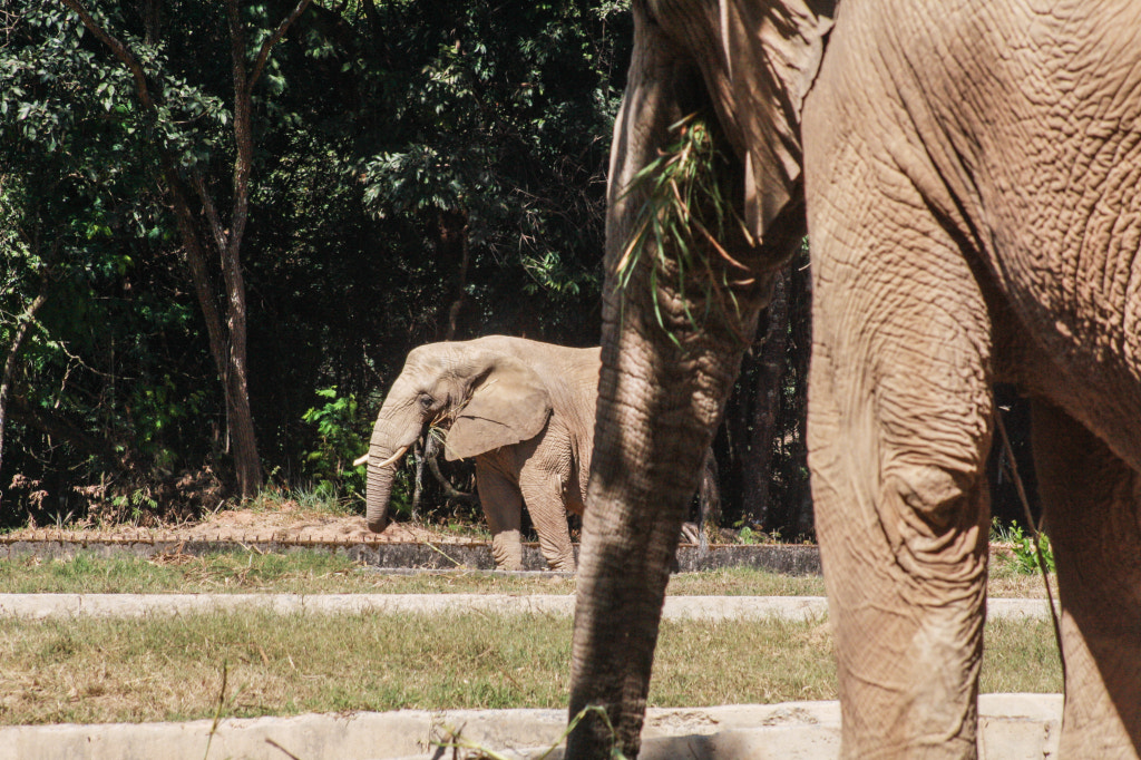 Canon EF 75-300mm f/4-5.6 USM sample photo. Animal 03 photography