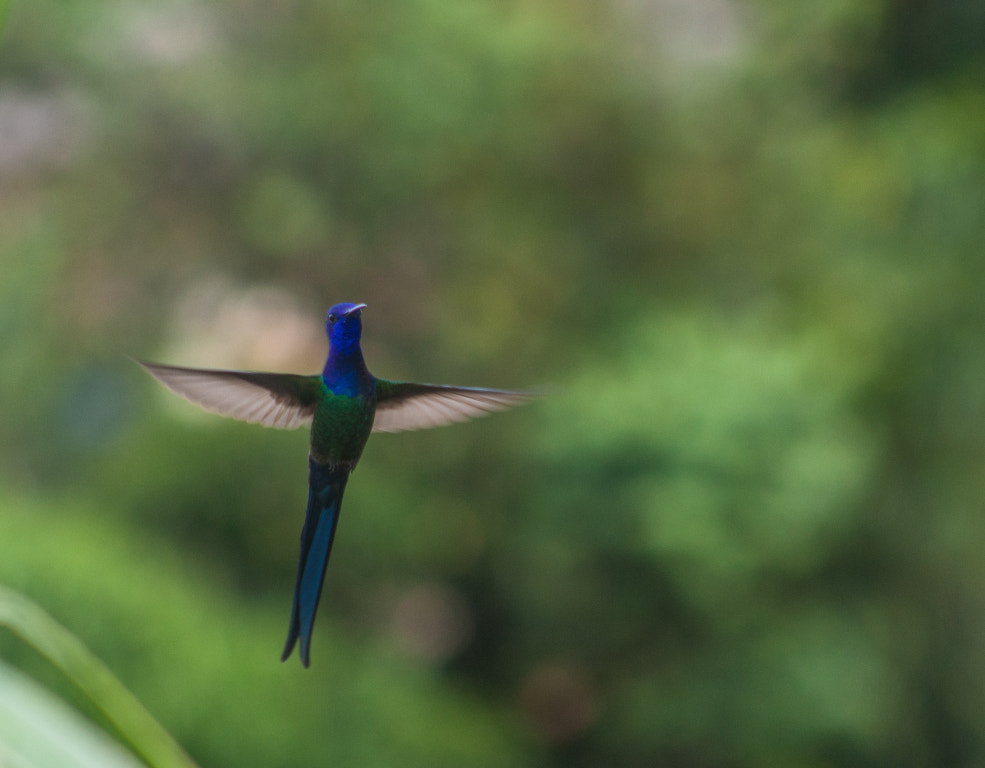 Canon EF 75-300mm f/4-5.6 USM sample photo. Animal 04 photography