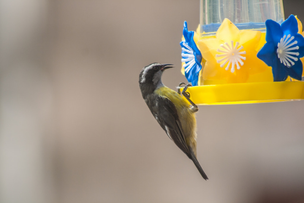 Canon EF 75-300mm f/4-5.6 USM sample photo. Animal 05 photography