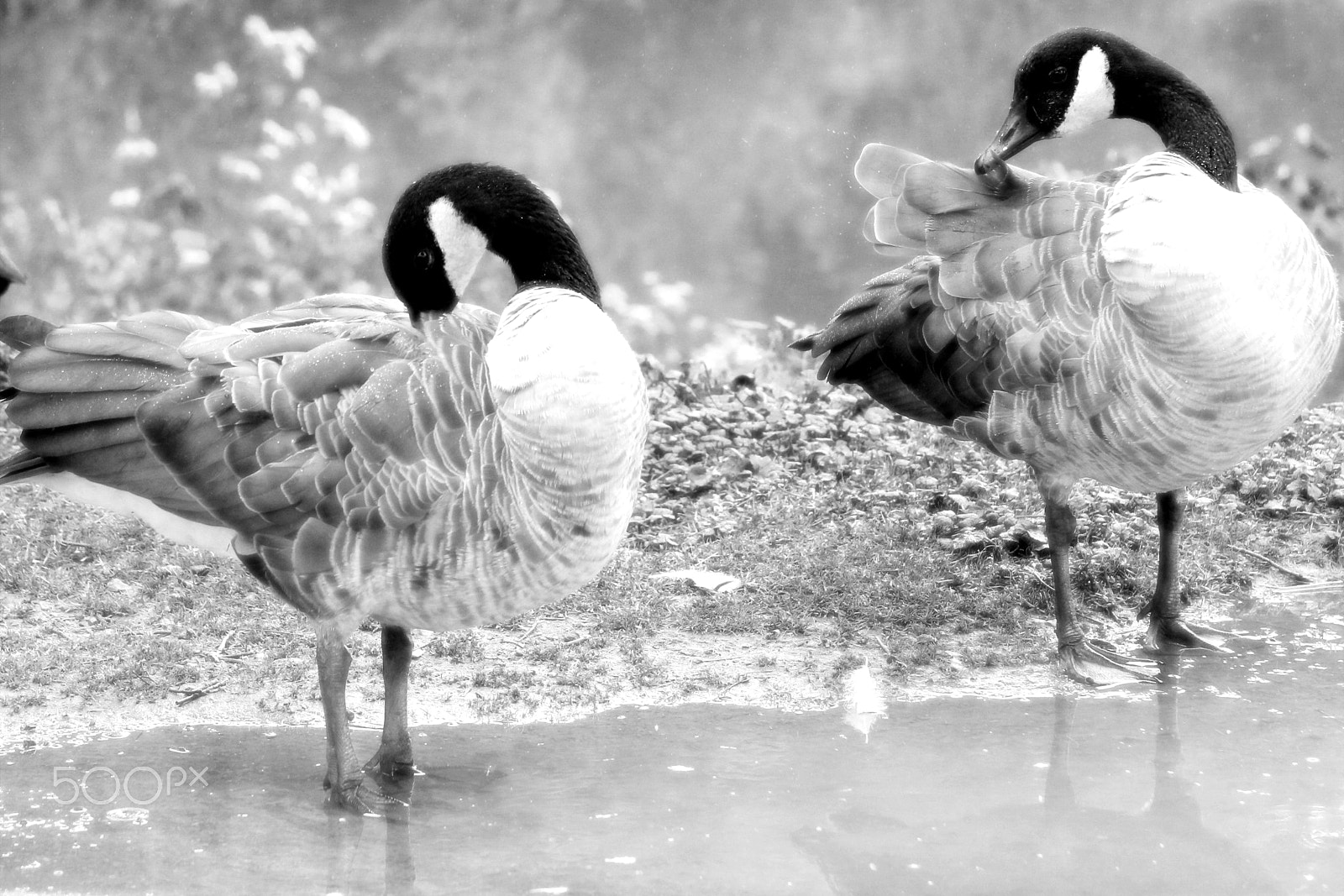 Canon EF 28-135mm F3.5-5.6 IS USM sample photo. Canada goose couple photography