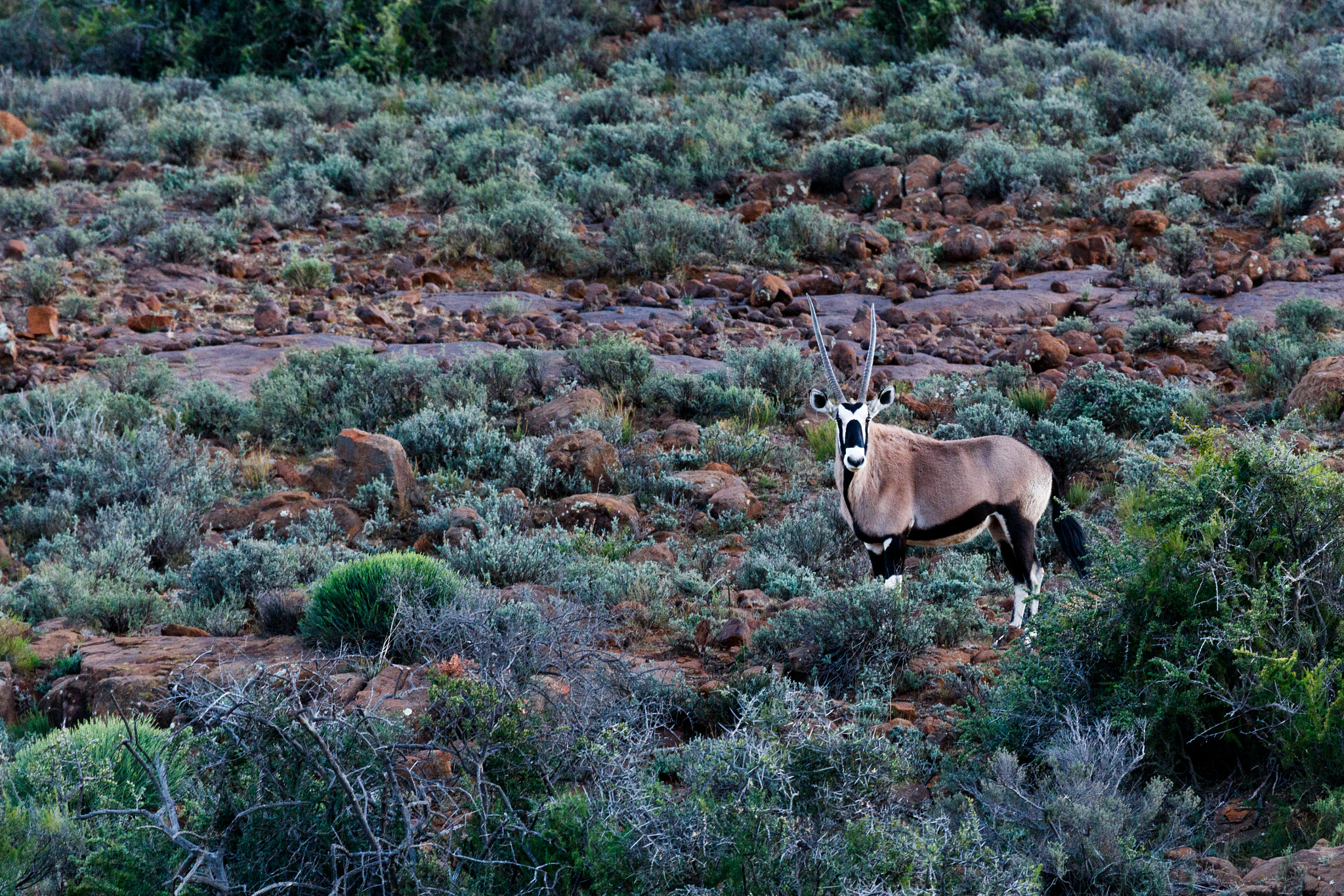 Canon EF 100-400mm F4.5-5.6L IS USM sample photo. Oryx - gemsbok in the field - wildlife park - beaufort west photography