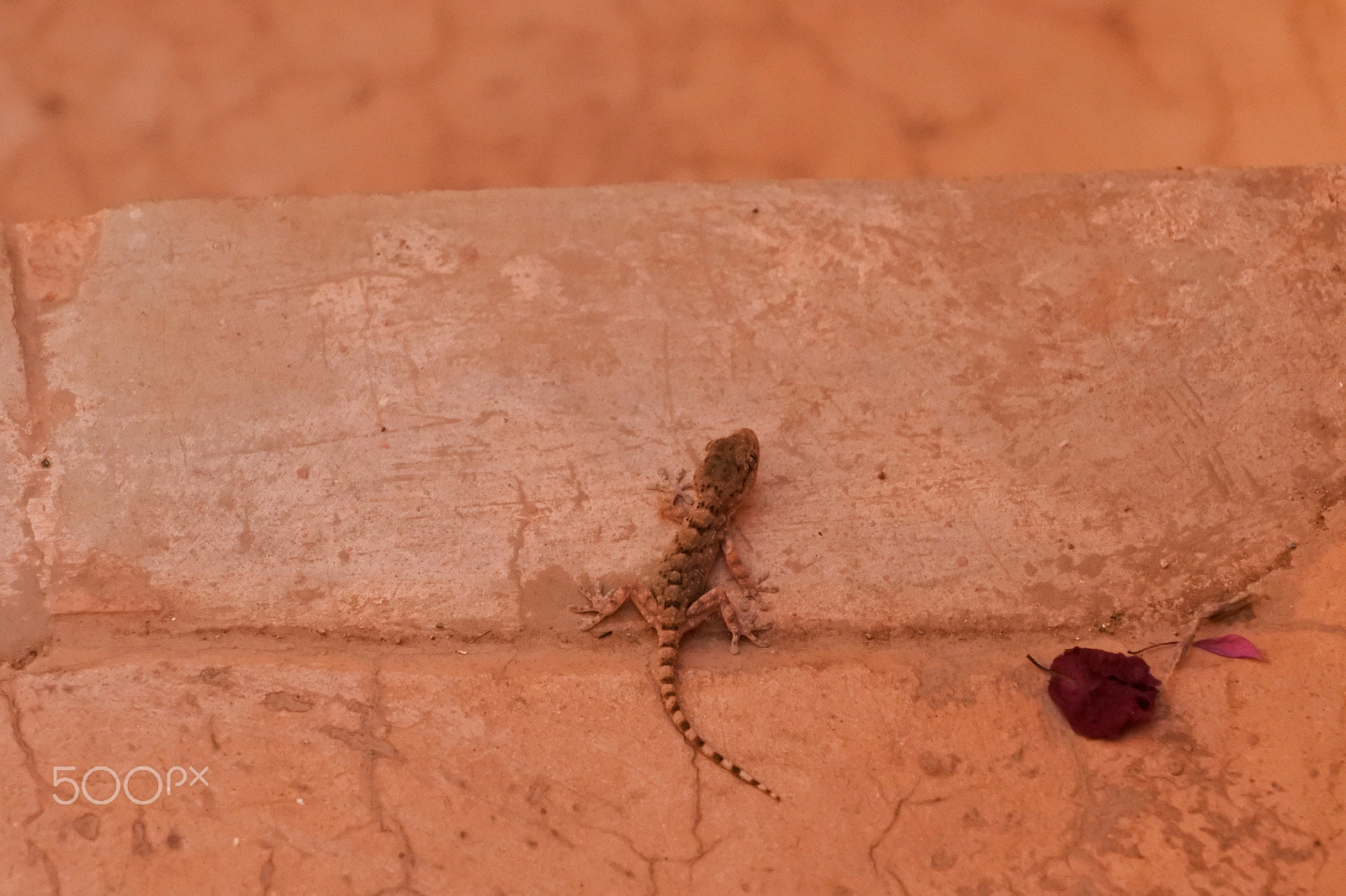 Nikon 1 Nikkor VR 30-110mm F3.8-5.6 sample photo. Lizard photography