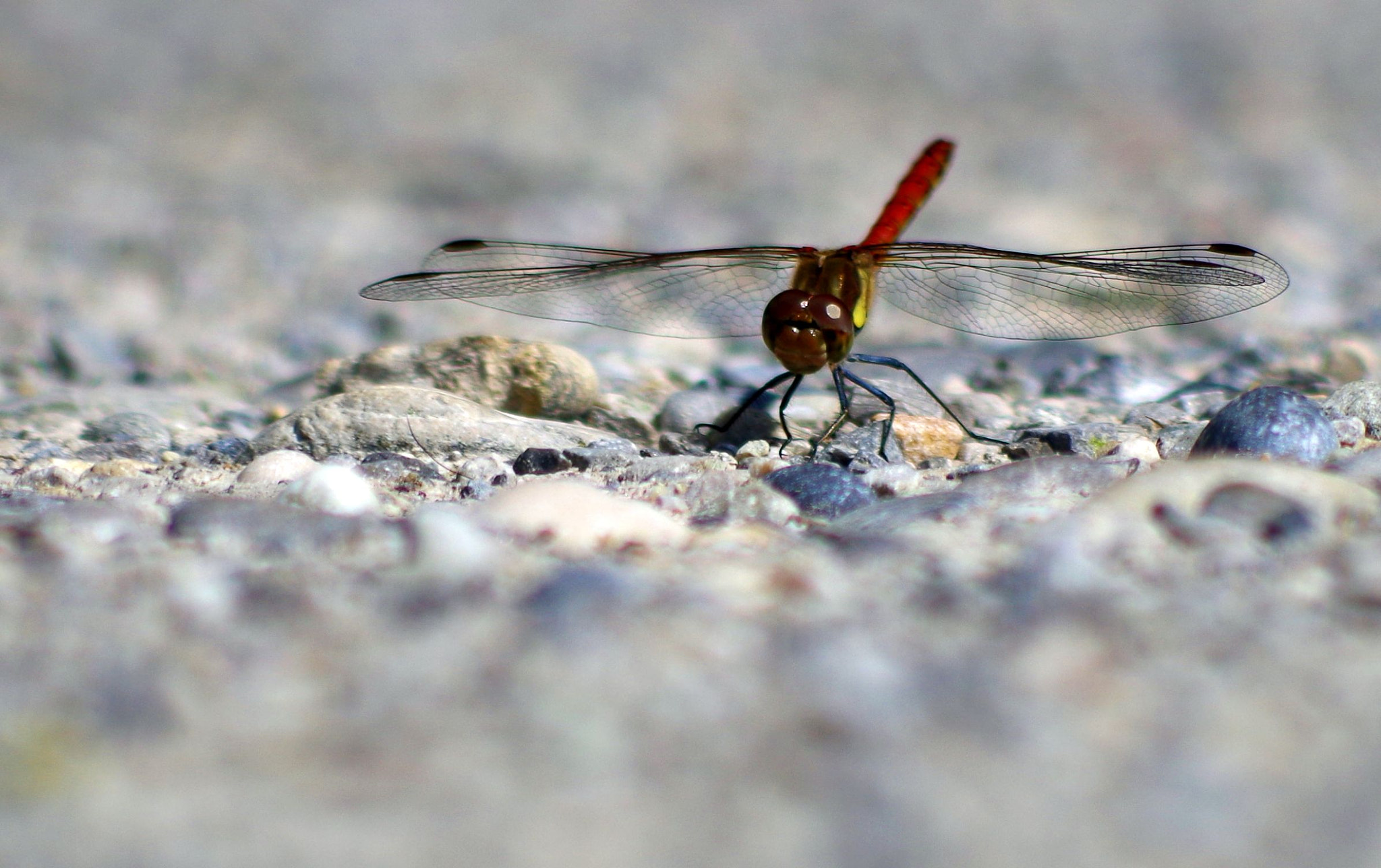 Pentax K-30 sample photo. Scarlet dragonfly photography