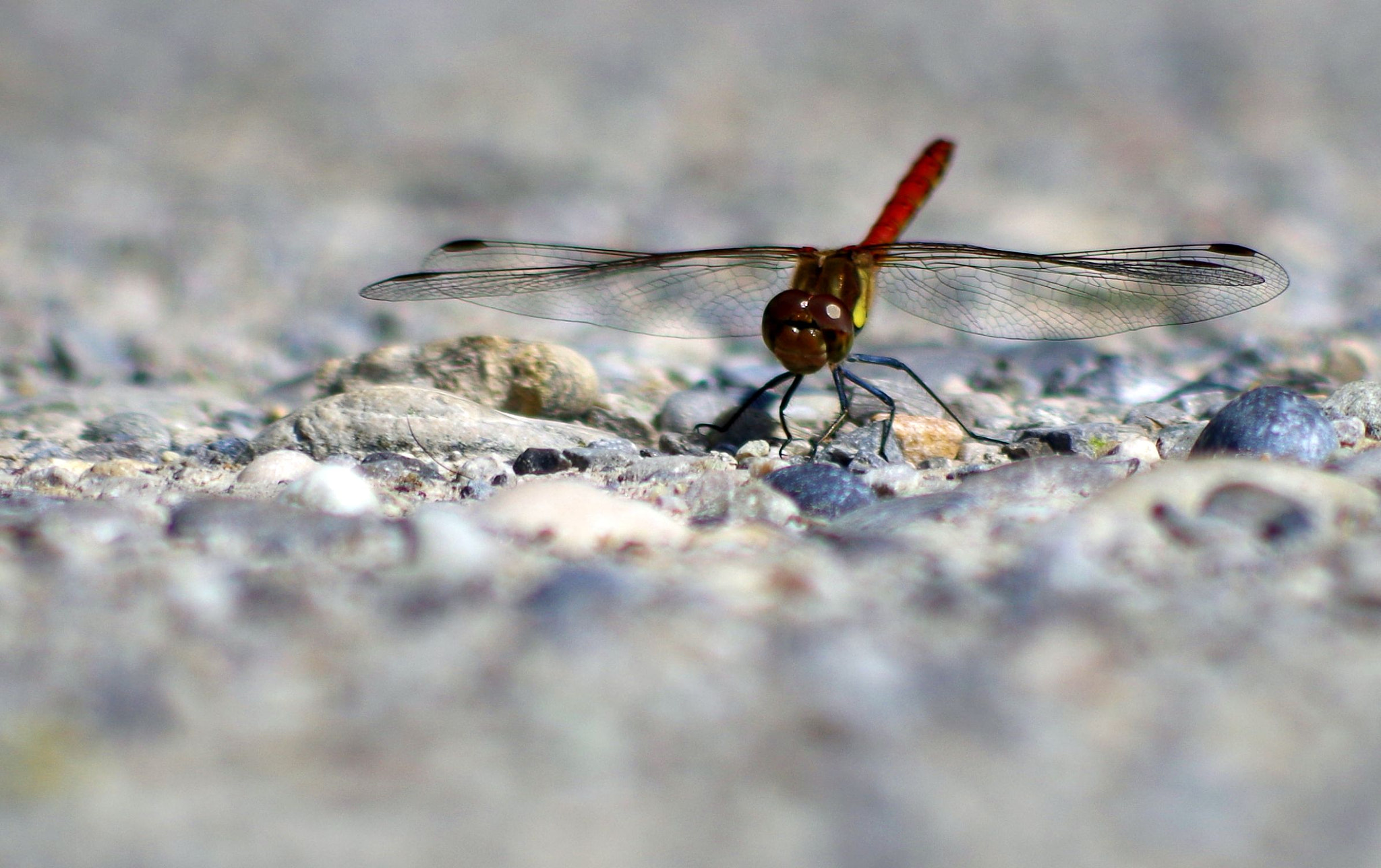 Pentax smc DA 55-300mm F4.0-5.8 ED sample photo. Scarlet dragonfly photography