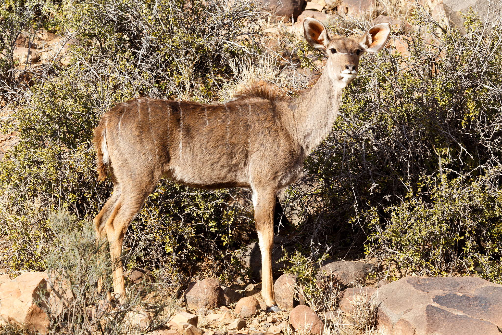 Canon EF 100-400mm F4.5-5.6L IS USM sample photo. Female kudu standing - wildlife park -  beaufort west photography