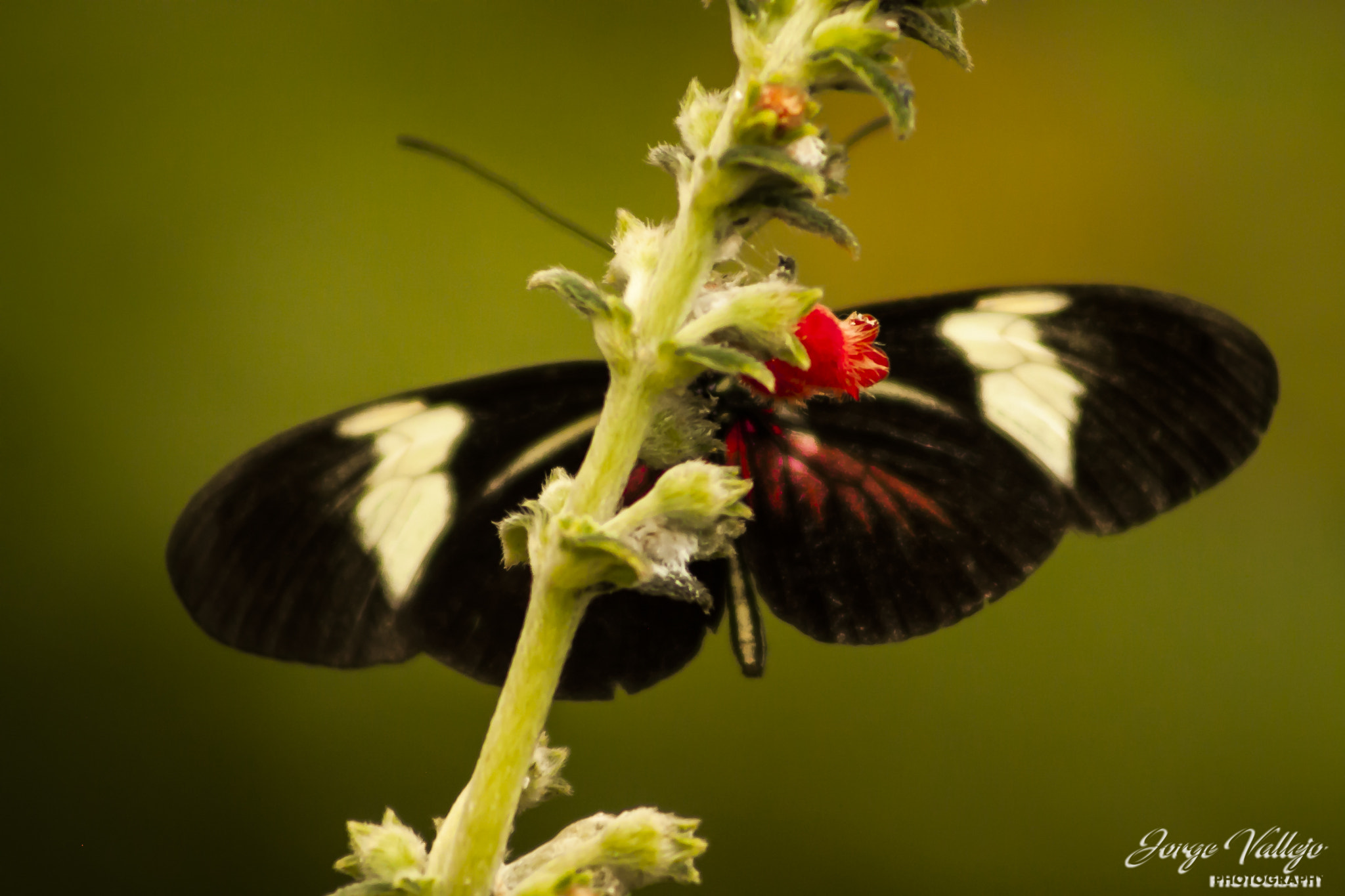 Canon EF 75-300mm f/4-5.6 USM sample photo. Mariposas photography