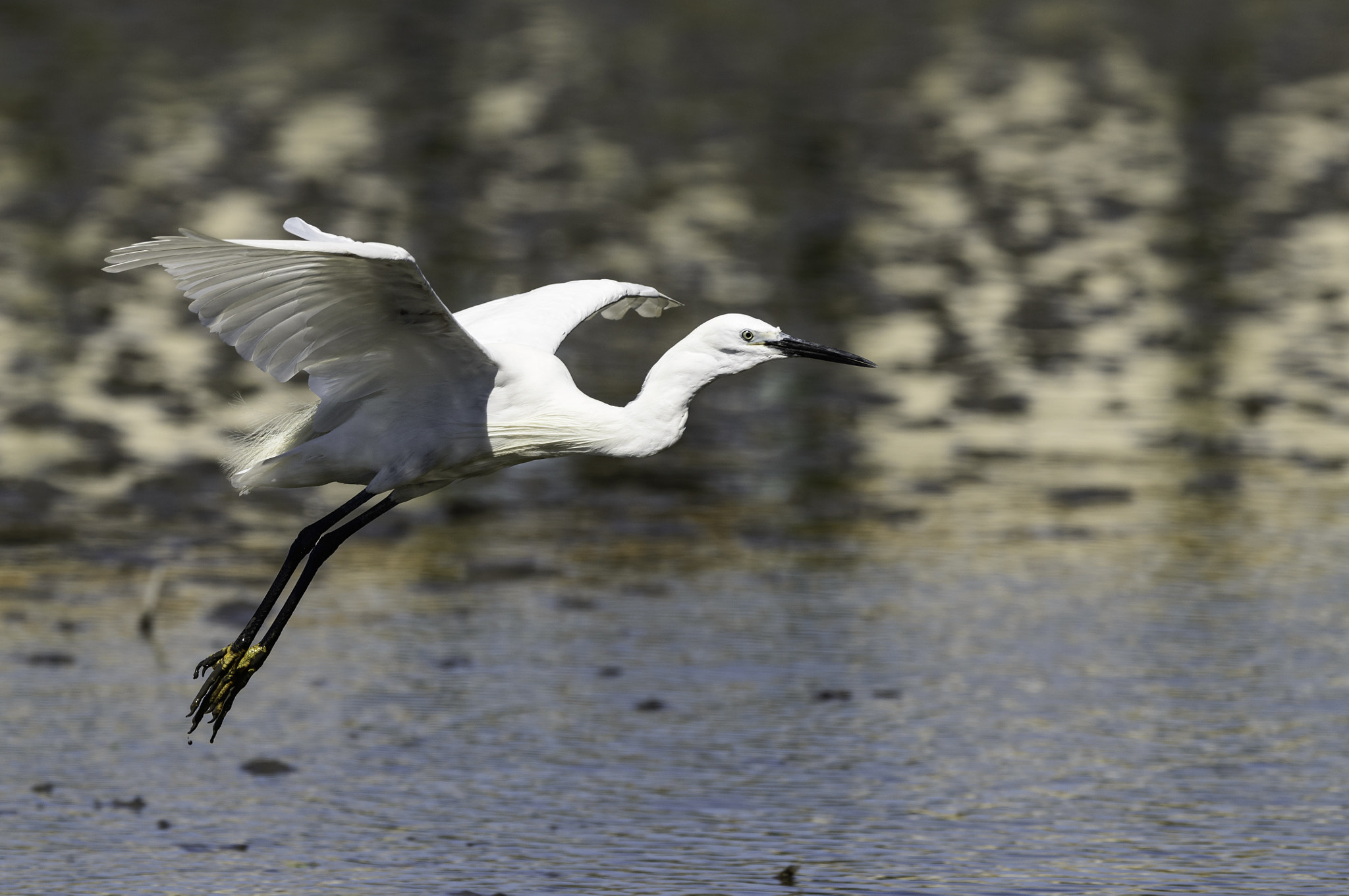 Nikon D800 + Nikon AF-S Nikkor 500mm F4G ED VR sample photo. Aigrette pont de gau photography