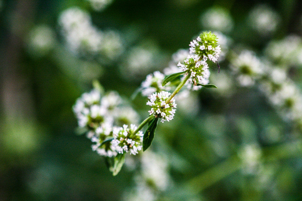 Canon EF 75-300mm f/4-5.6 USM sample photo. Flores 04 photography