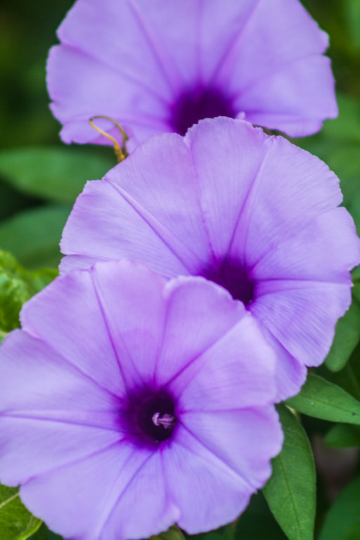 Canon EF 75-300mm f/4-5.6 USM sample photo. Flores 06 photography