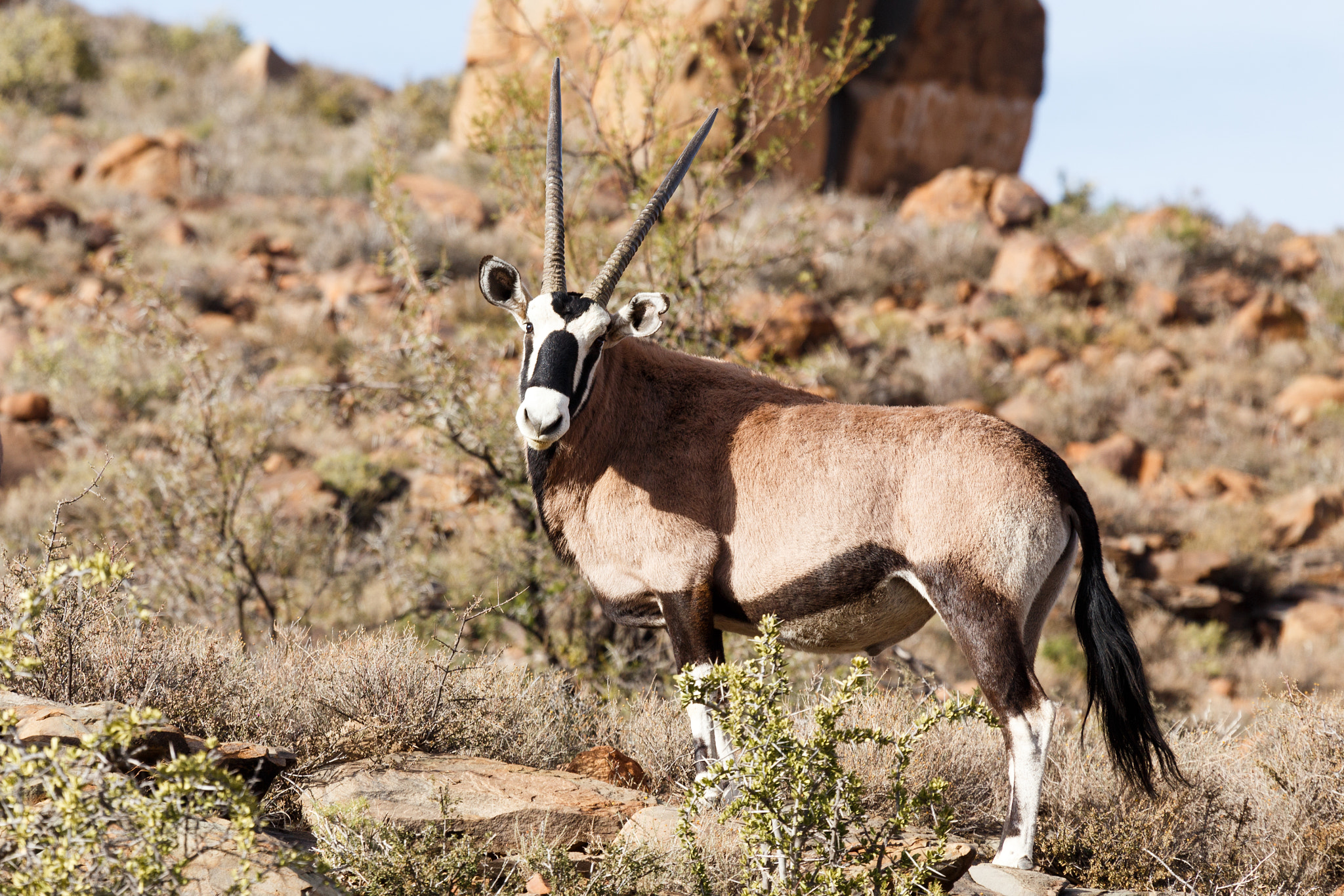 Canon EF 100-400mm F4.5-5.6L IS USM sample photo. Oryx- gemsbok staring at you - wildlife park - beaufort west photography