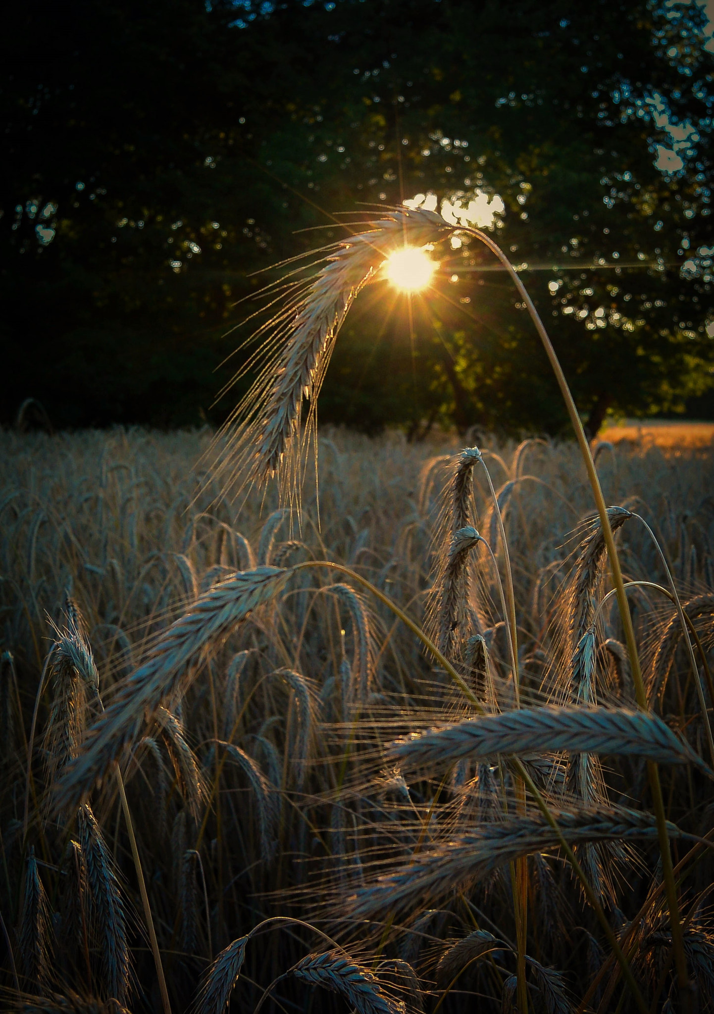 Nikon 1 S1 sample photo. The field... photography