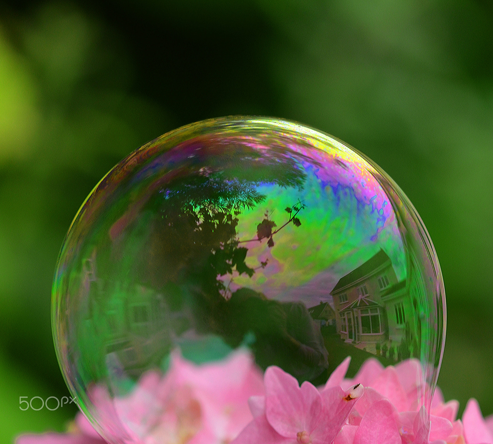 Nikon AF-S Micro-Nikkor 60mm F2.8G ED sample photo. Bubble on a hydrangea photography