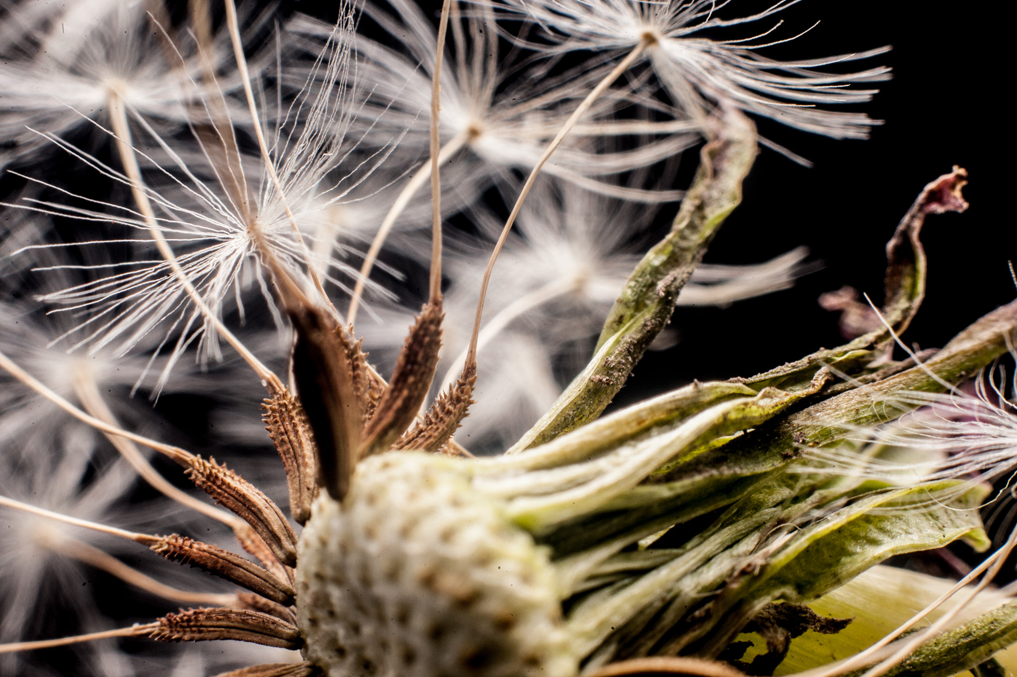 Canon EOS-1D Mark III sample photo. Taraxacum officinale photography