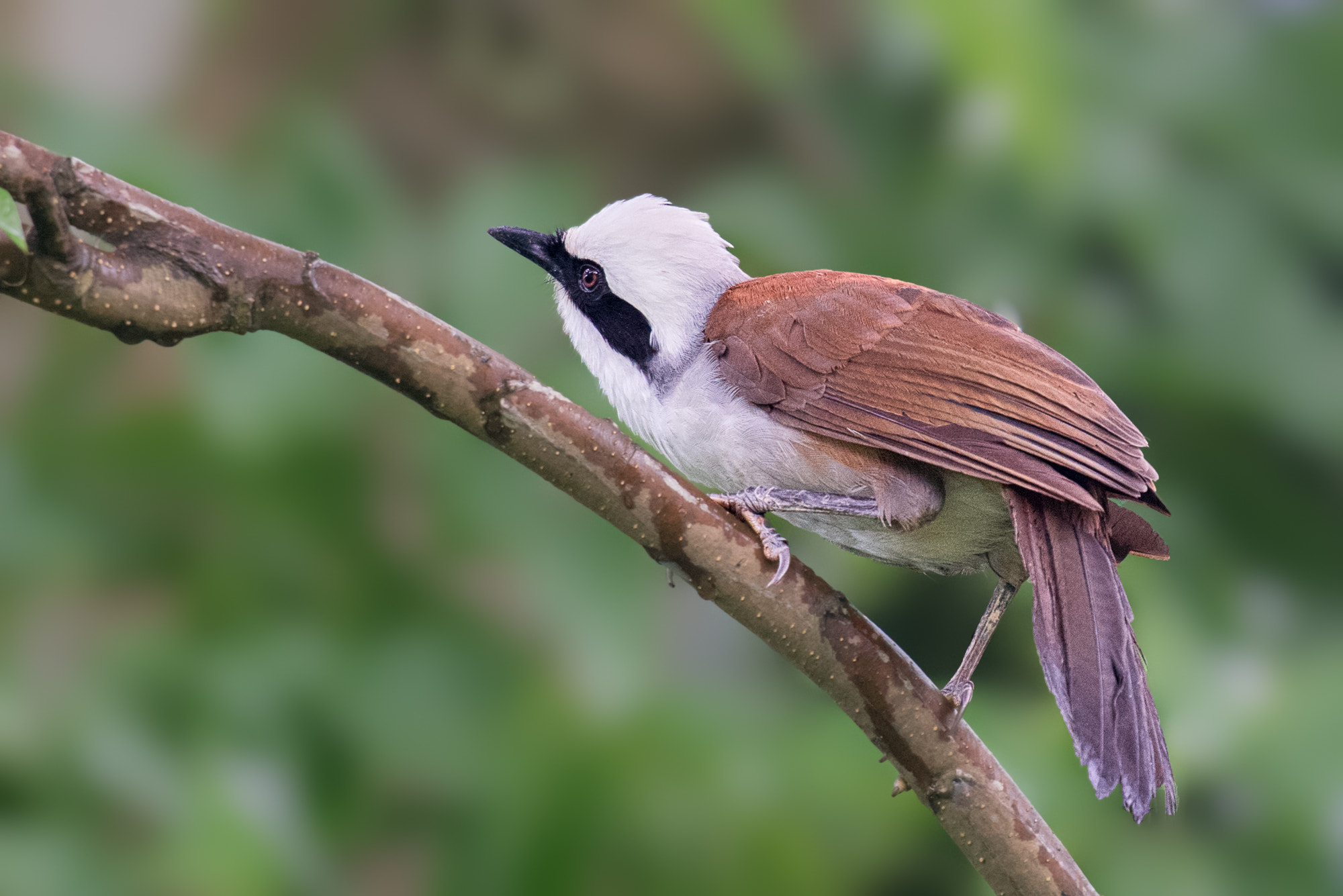 Sony a7R II + 70-200mm F2.8-2.8 G sample photo. White crested laughingthrush @ bukit timah photography