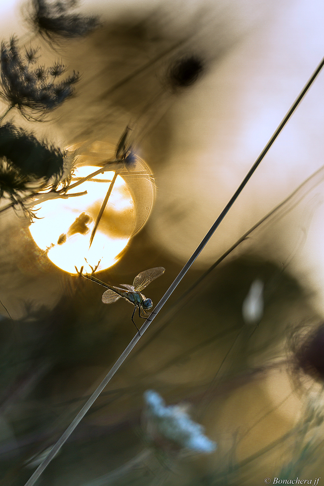 Sigma 150mm f/2.8 EX DG OS HSM APO Macro sample photo. When the sun down... photography