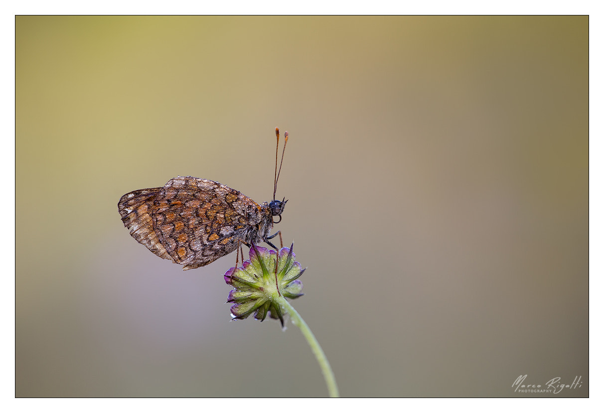 Sigma APO Macro 150mm f/2.8 EX DG HSM sample photo. The wait... photography