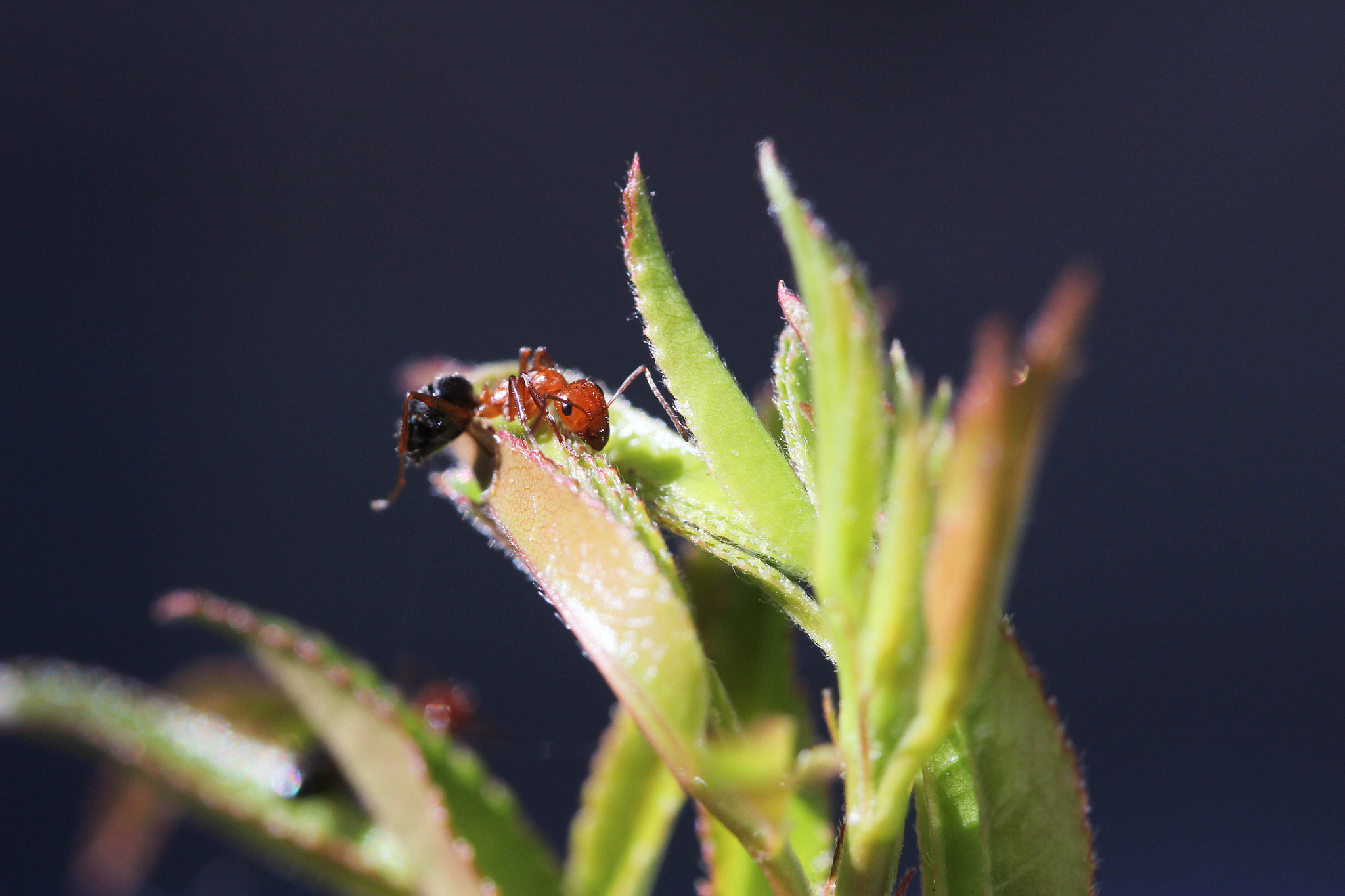 Canon EF-S 60mm F2.8 Macro USM sample photo