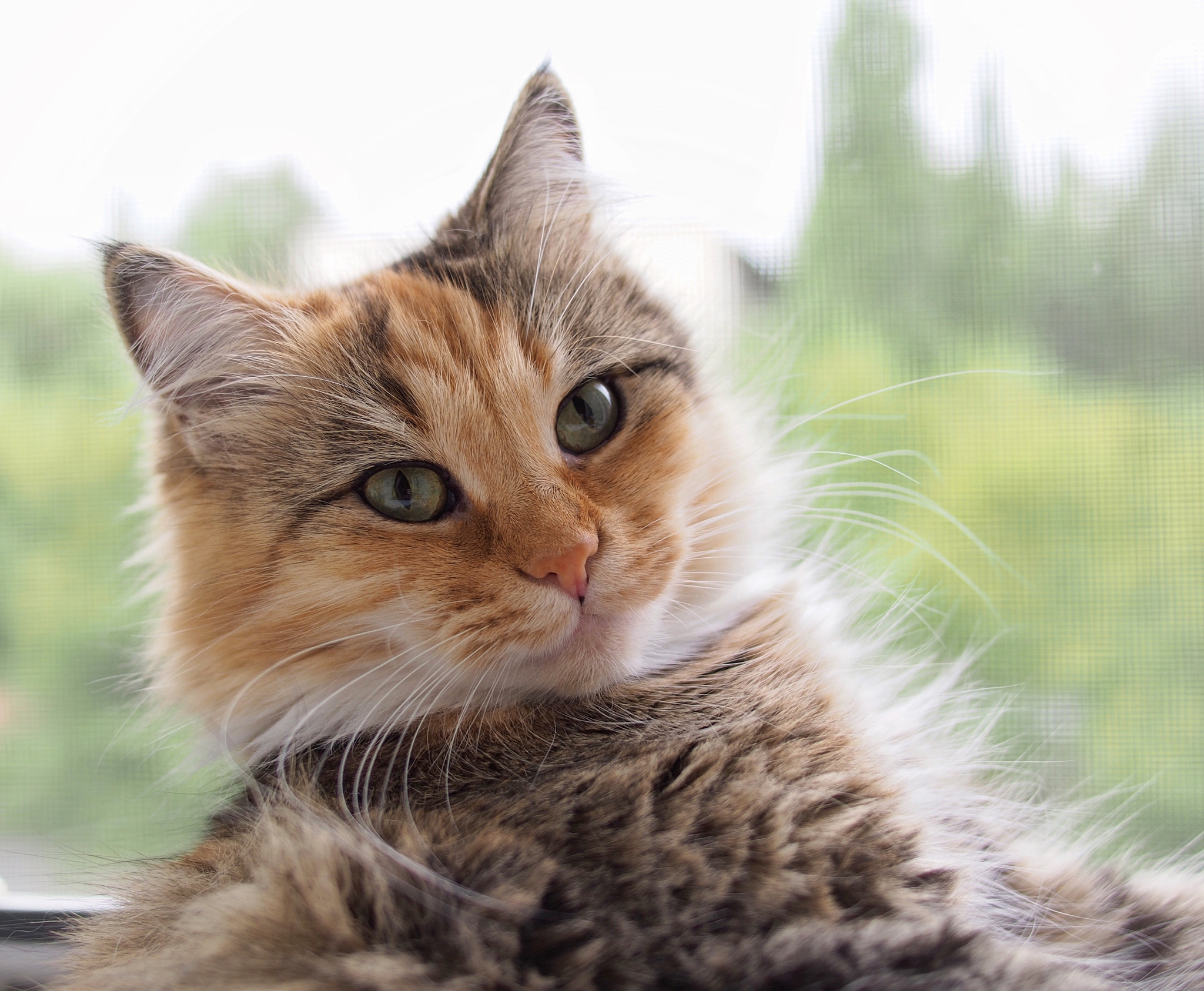 Olympus PEN E-P5 + Panasonic Lumix G 20mm F1.7 ASPH sample photo. Cat photography