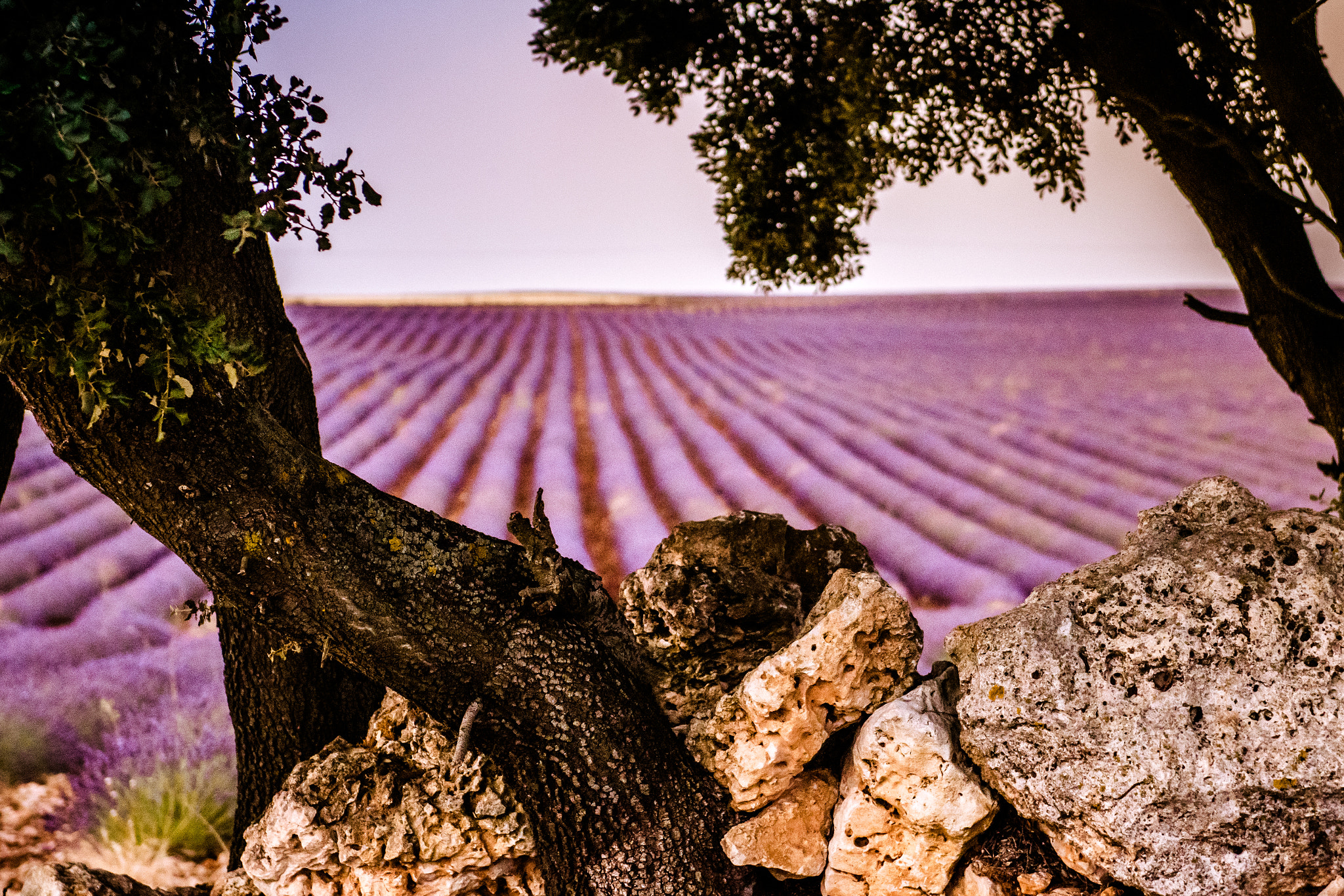 Nikon AF-S Nikkor 24-70mm F2.8G ED sample photo. Framed lavender photography