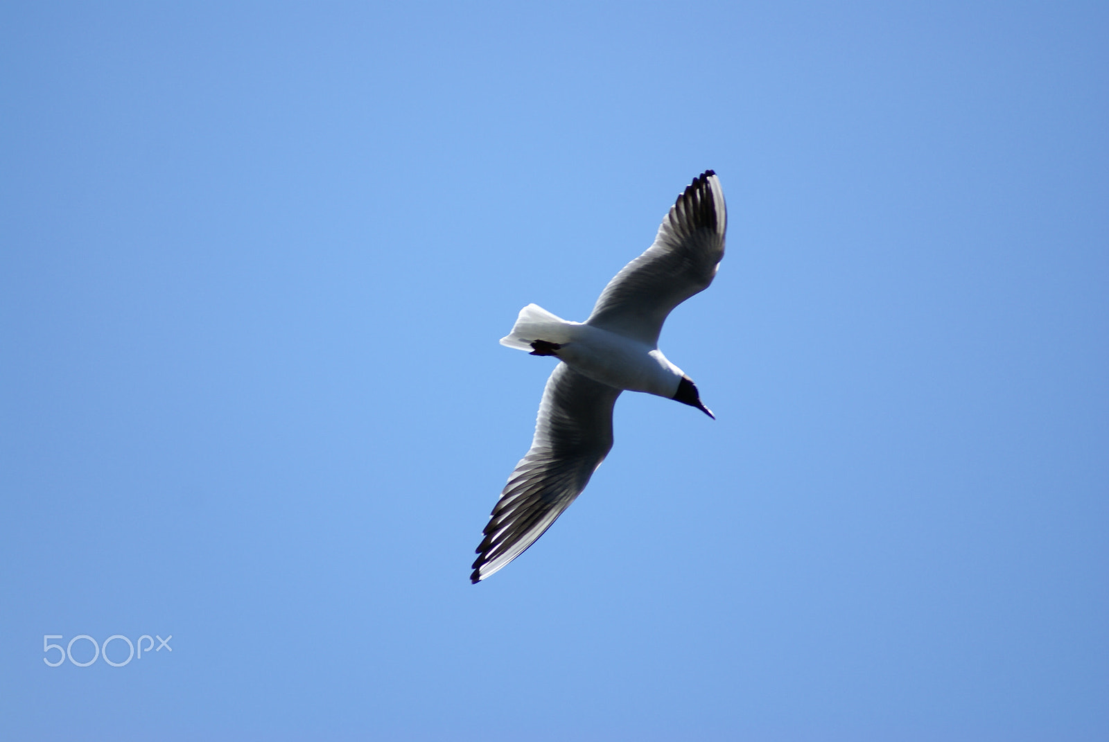 Sony Alpha DSLR-A100 sample photo. Black-headed gull photography