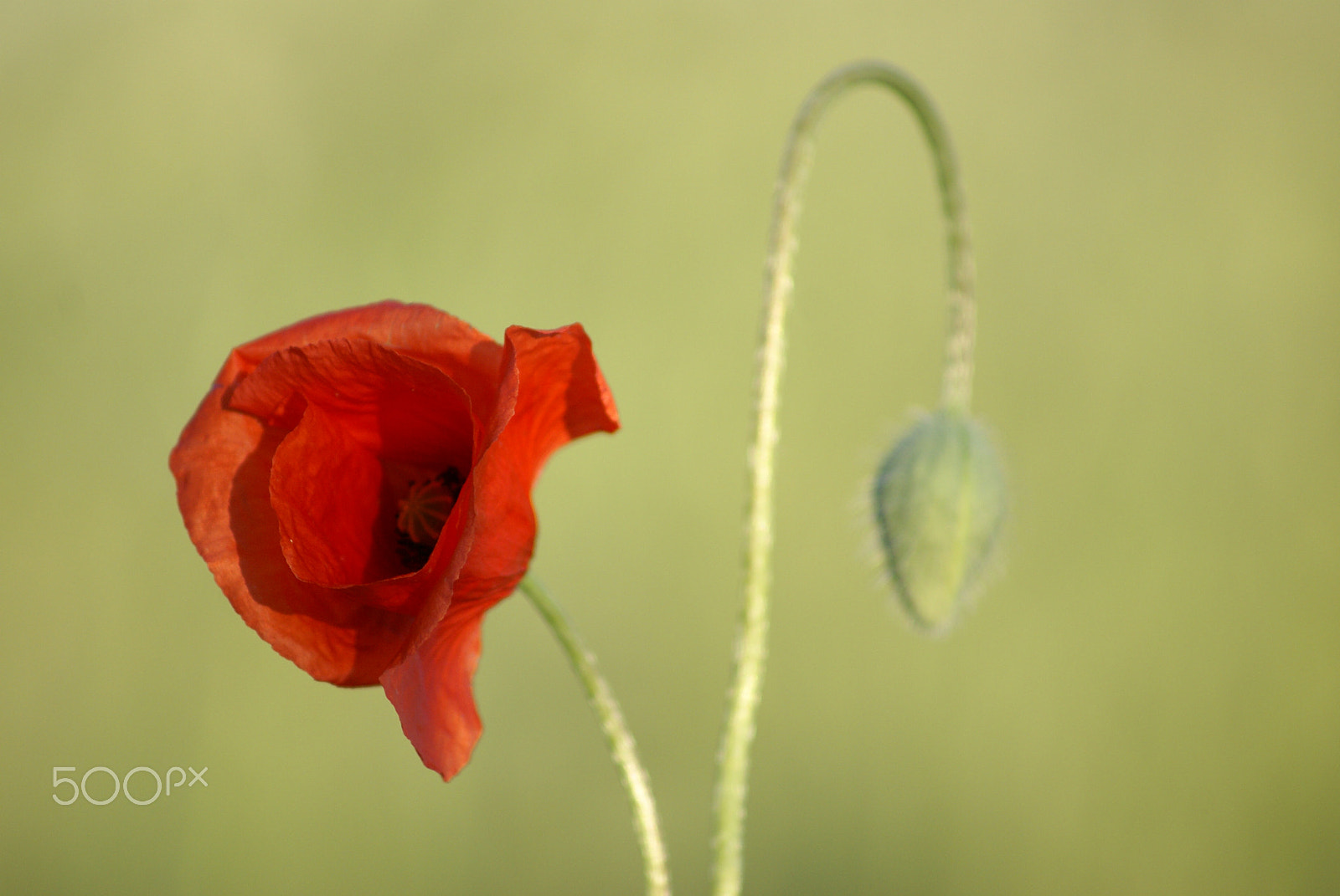 Sony 75-300mm F4.5-5.6 sample photo. Poppy photography
