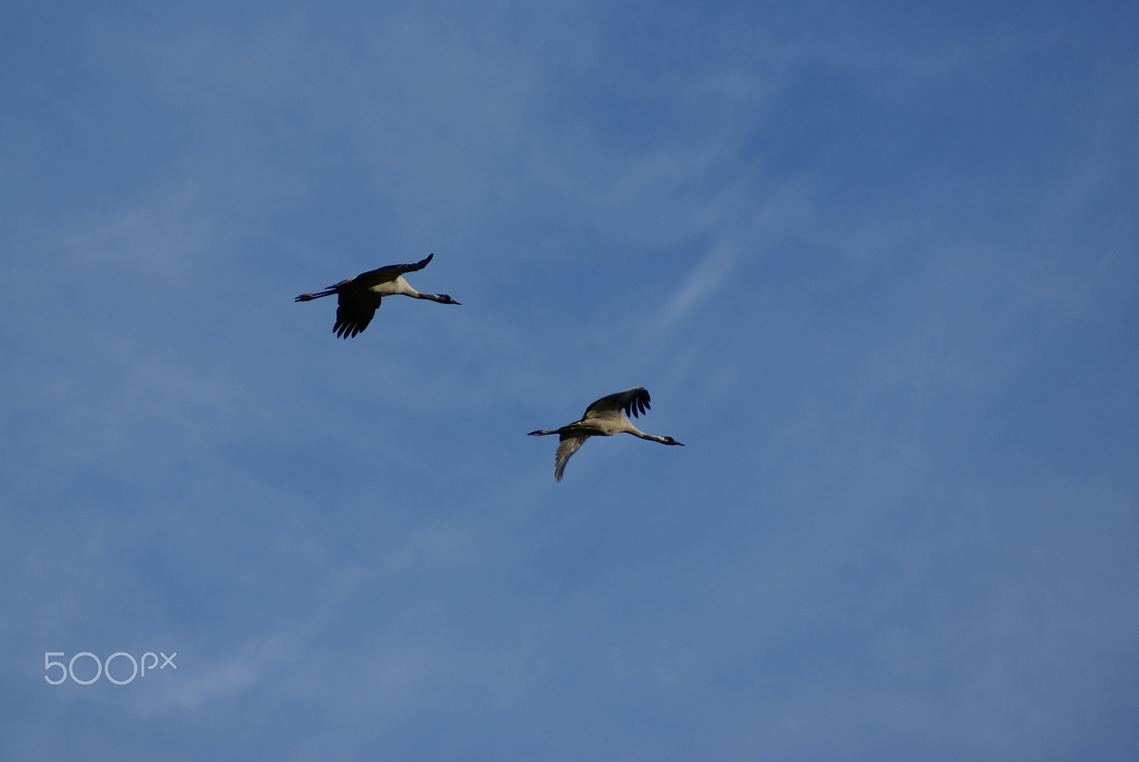Sony 75-300mm F4.5-5.6 sample photo. Common crane photography