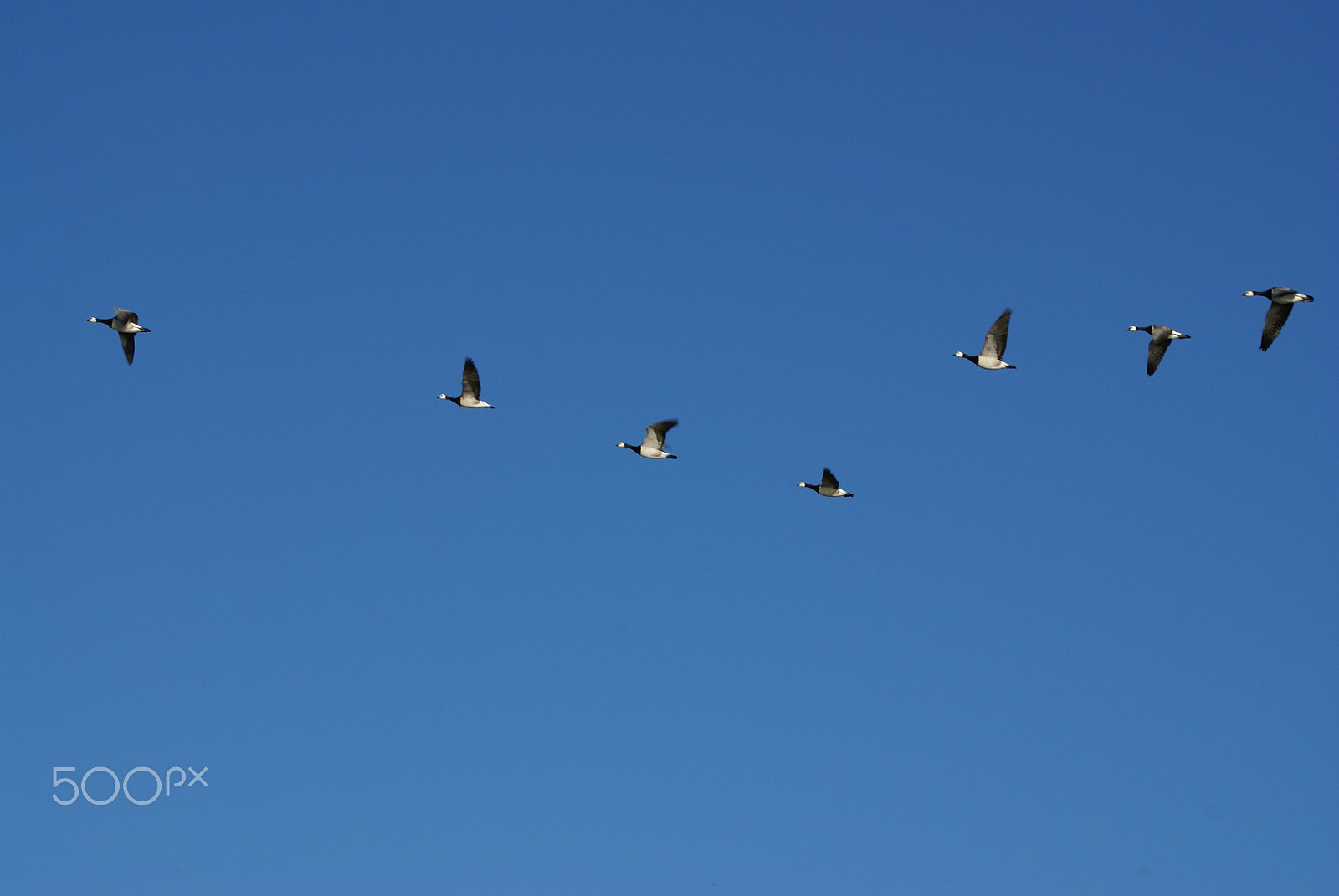 Sony 75-300mm F4.5-5.6 sample photo. Barnacle goose migration photography