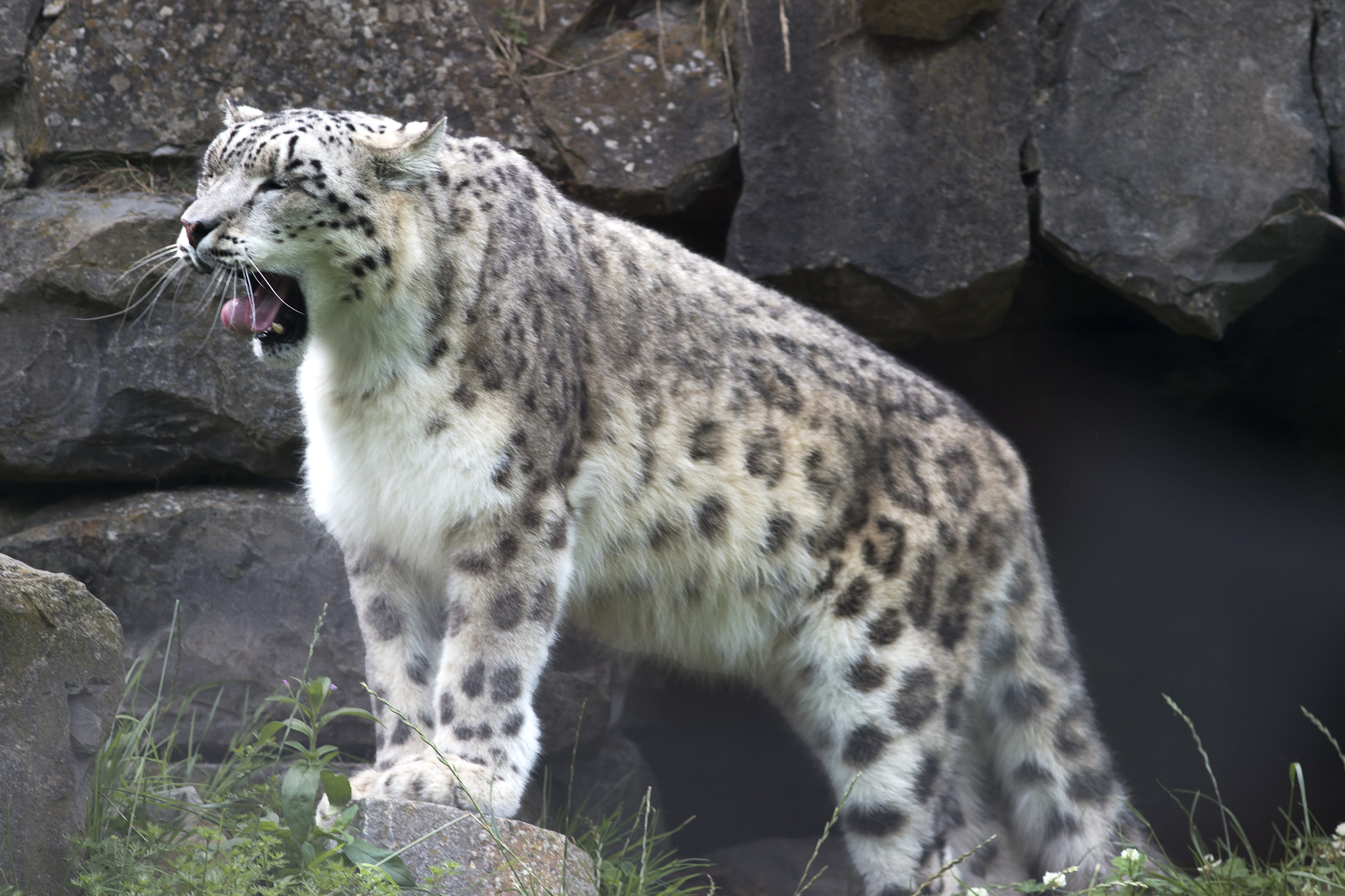 Canon EOS 70D + Canon EF 200mm F2.8L II USM sample photo. Snow leopard photography