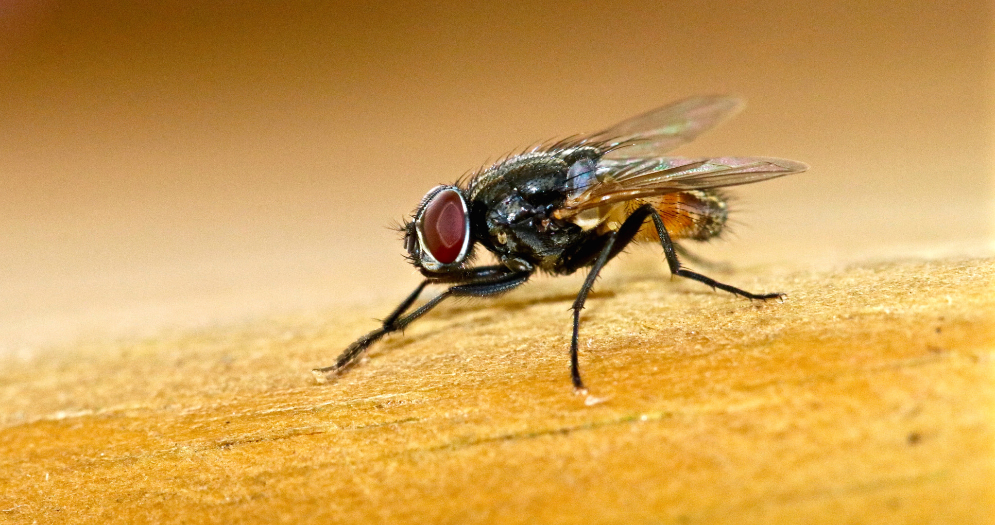 Canon EOS 80D + Canon EF 100mm F2.8L Macro IS USM sample photo. Take a bow photography