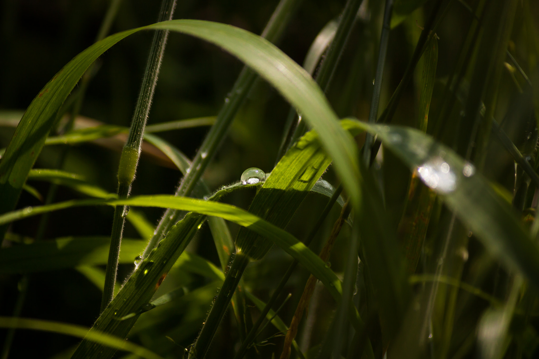 Canon EF-S 55-250mm F4-5.6 IS II sample photo. Morning dew photography