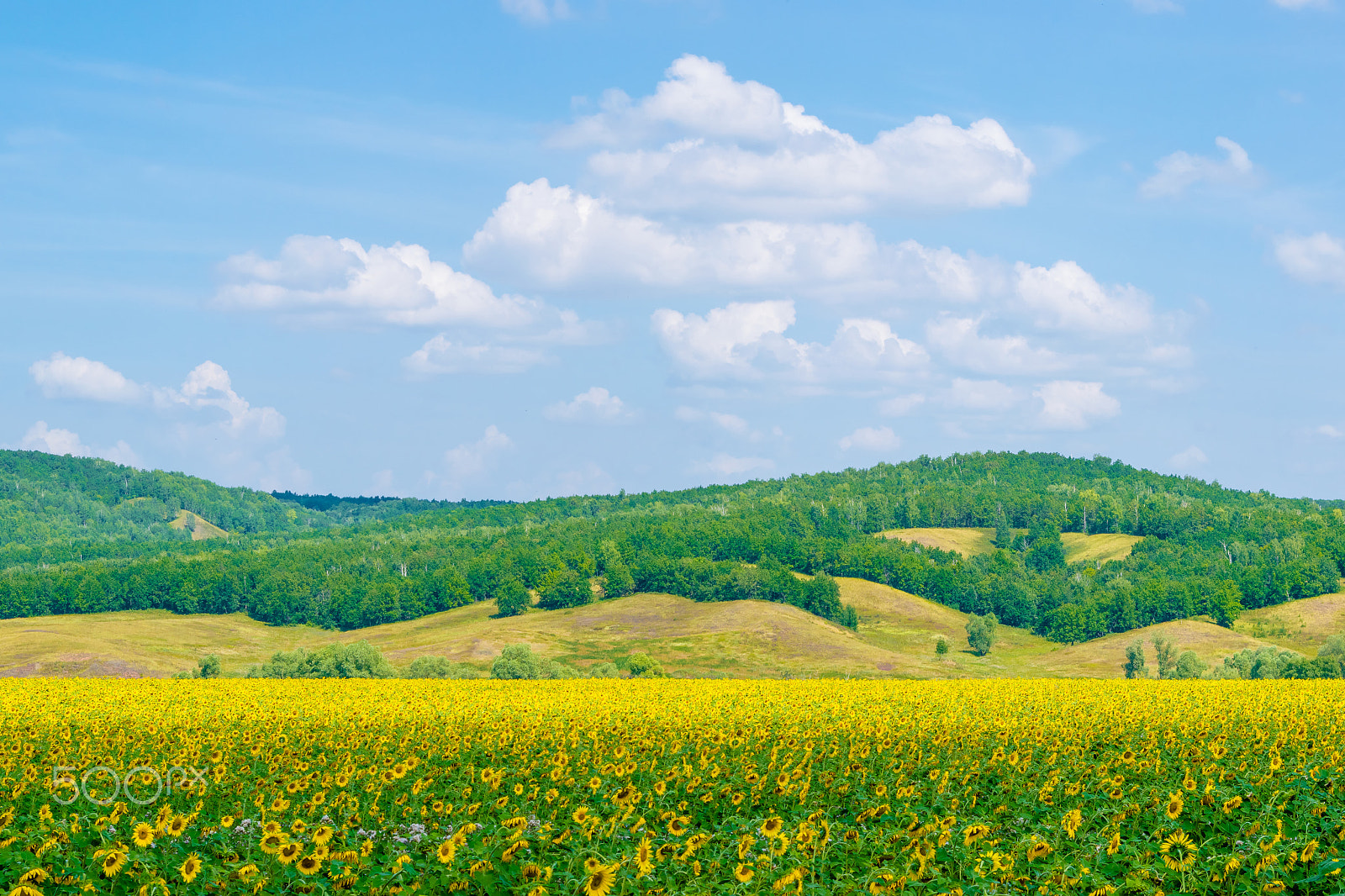 Nikon AF-S Nikkor 24-120mm F4G ED VR sample photo. Fields of sunflower photography