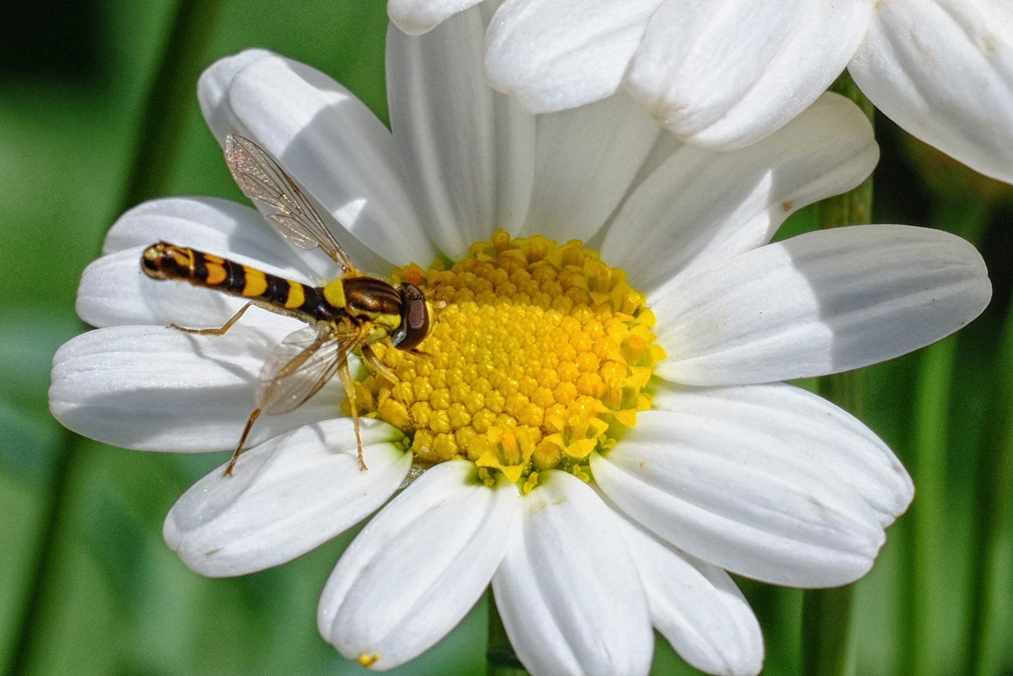 Fujifilm X-M1 + Fujifilm XC 50-230mm F4.5-6.7 OIS sample photo. Hoverfly photography