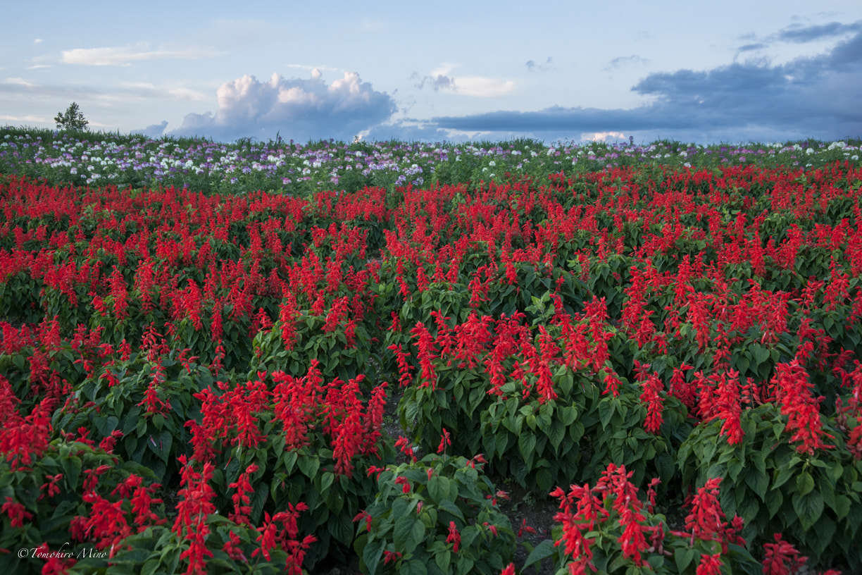 Nikon D3X sample photo. Field of flowers of the evening photography