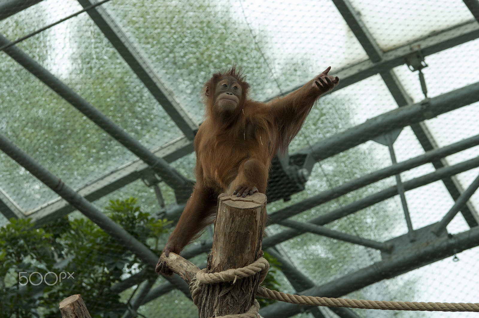 Pentax K20D sample photo. Orangutan photography