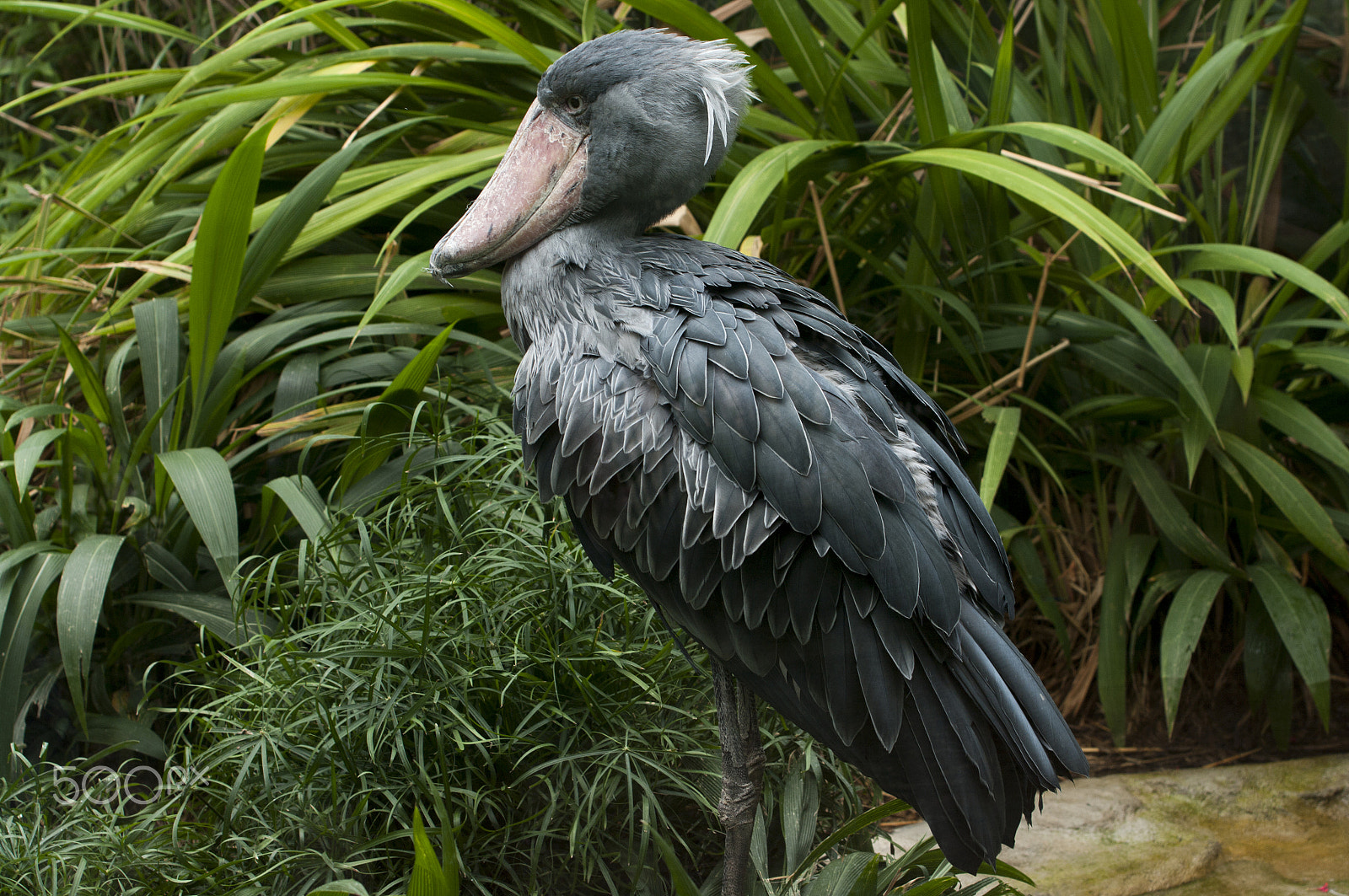 Pentax K20D sample photo. The shoebill photography